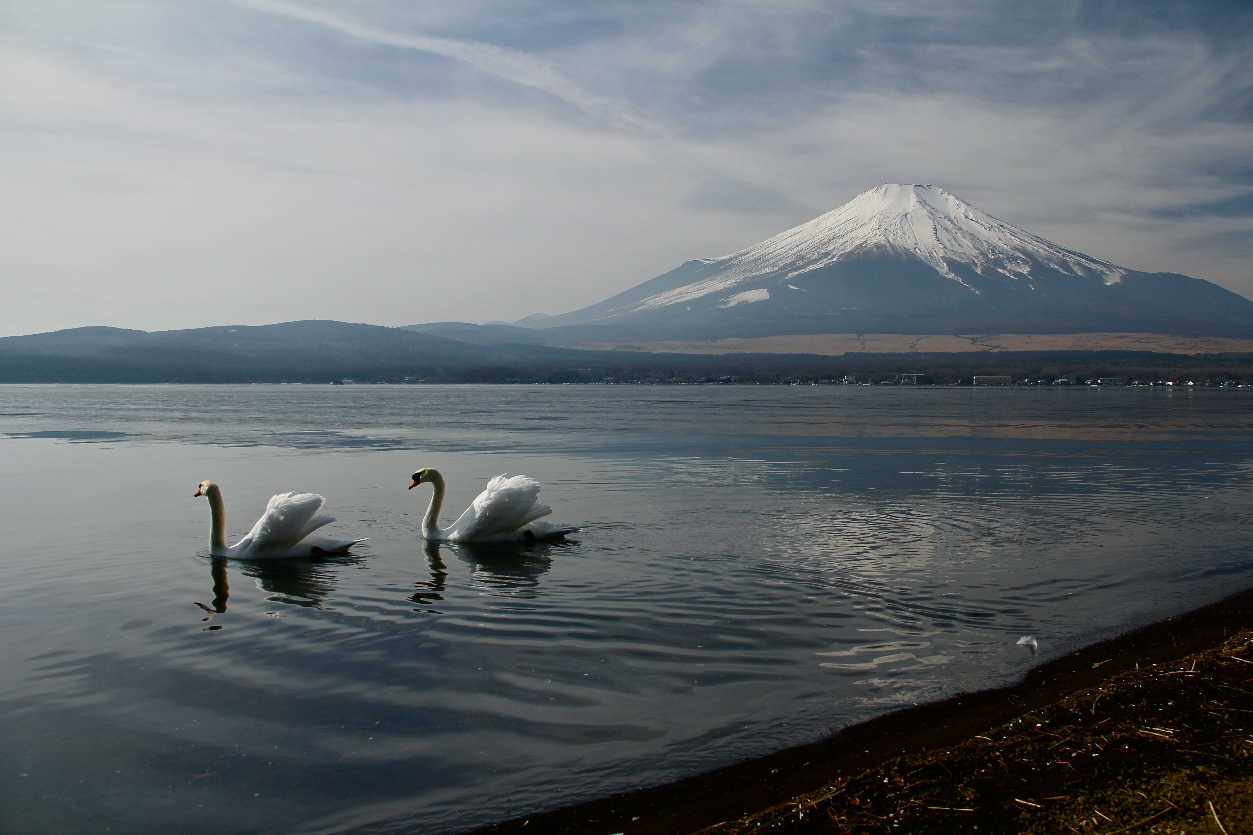 Бесплатное фото Два белых лебедя на озере