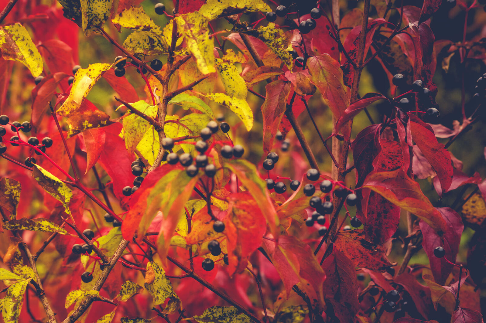 Wallpapers autumn leaves trees autumn on the desktop