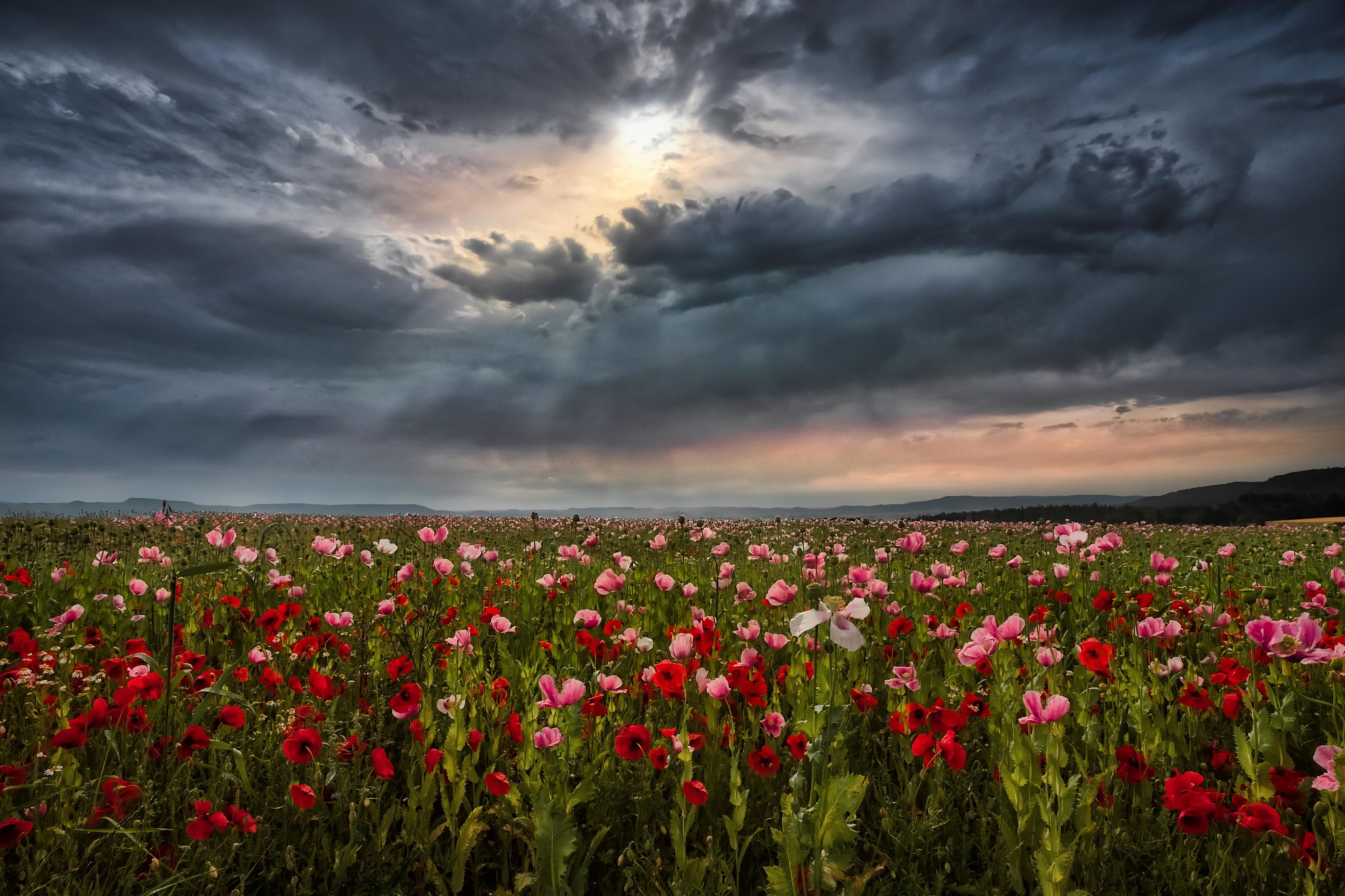 Wallpapers poppies sky clouds on the desktop