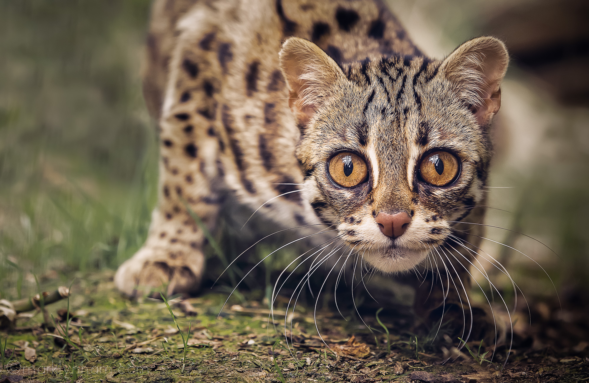 Wallpapers Asian leopard cat face look on the desktop
