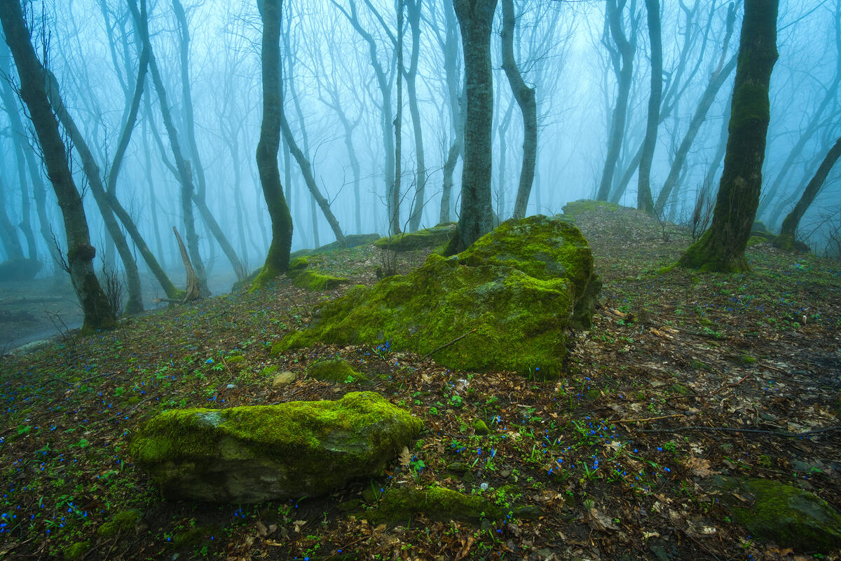 Dreamlike foggy forest