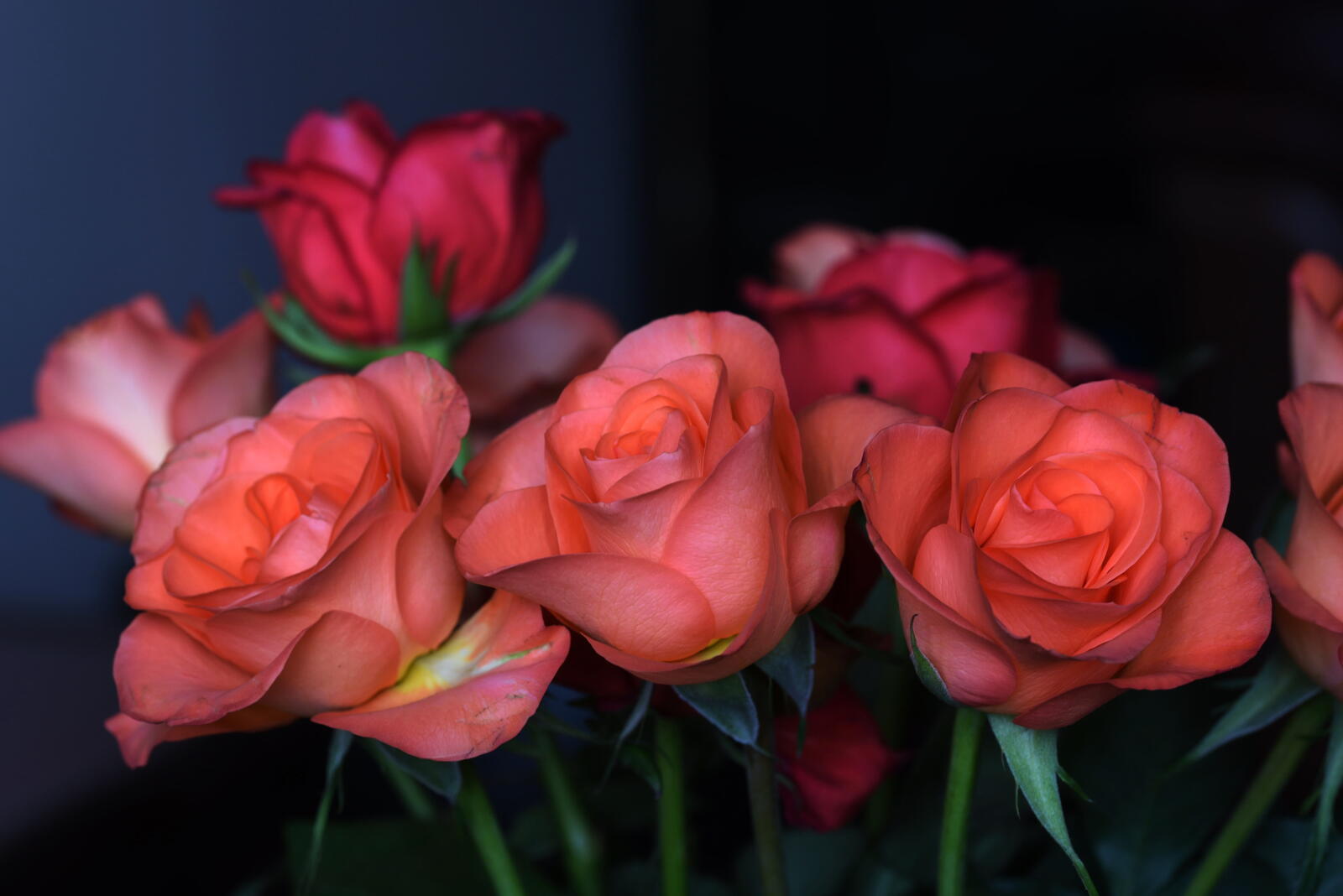 Free photo Bouquet of orange roses