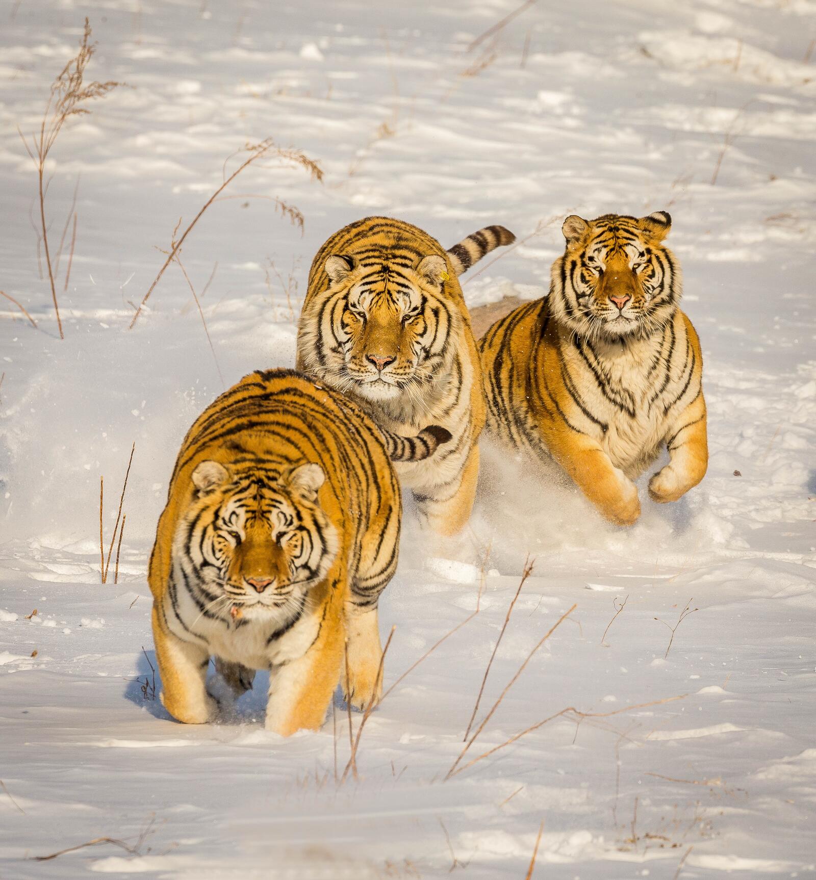 Обои хищник хищники тигр на рабочий стол