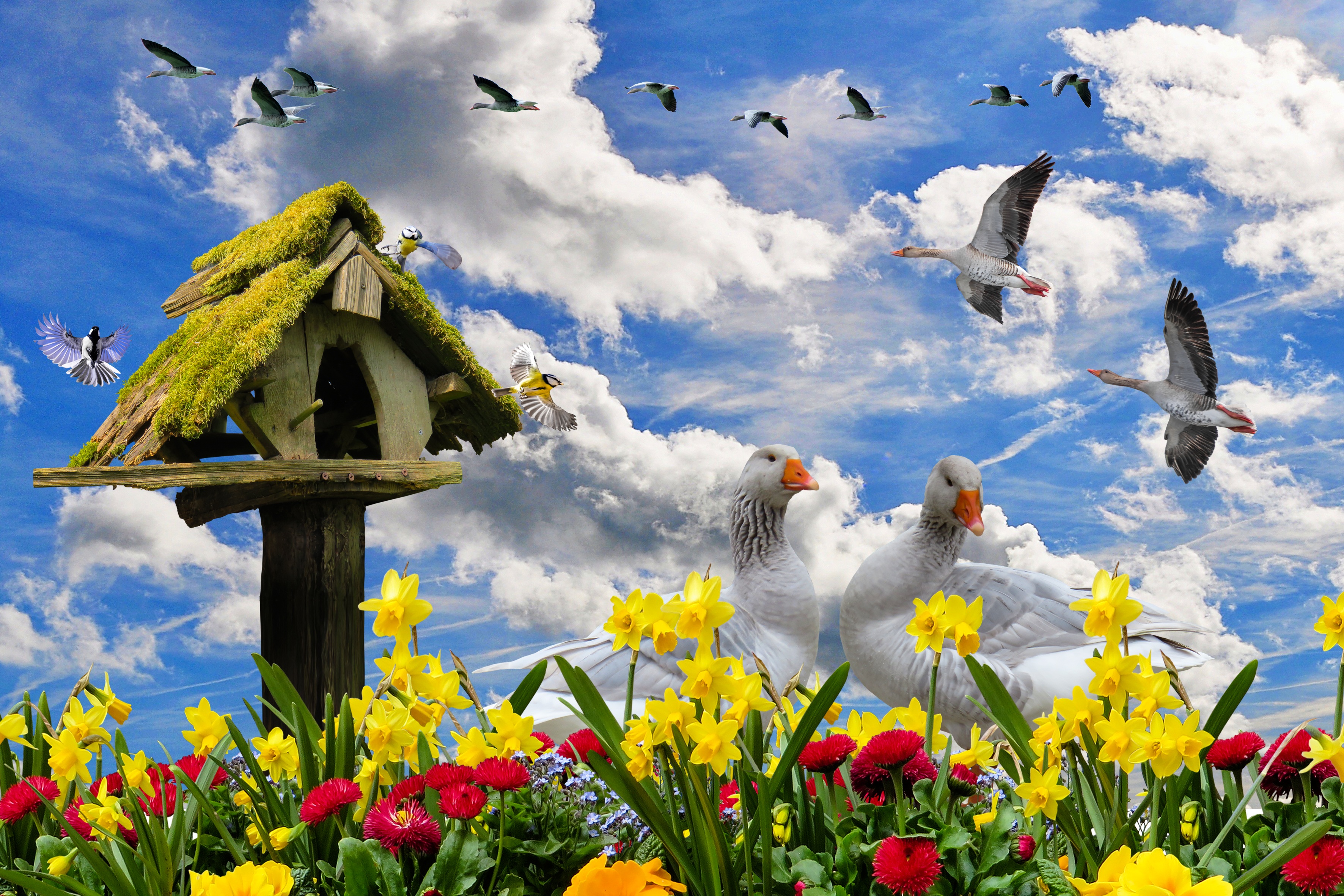 Фото бесплатно весна, цветы, весенние цветы