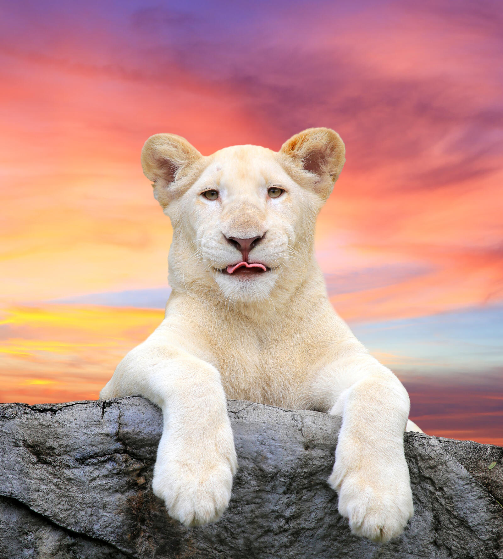 Wallpapers lion white look on the desktop