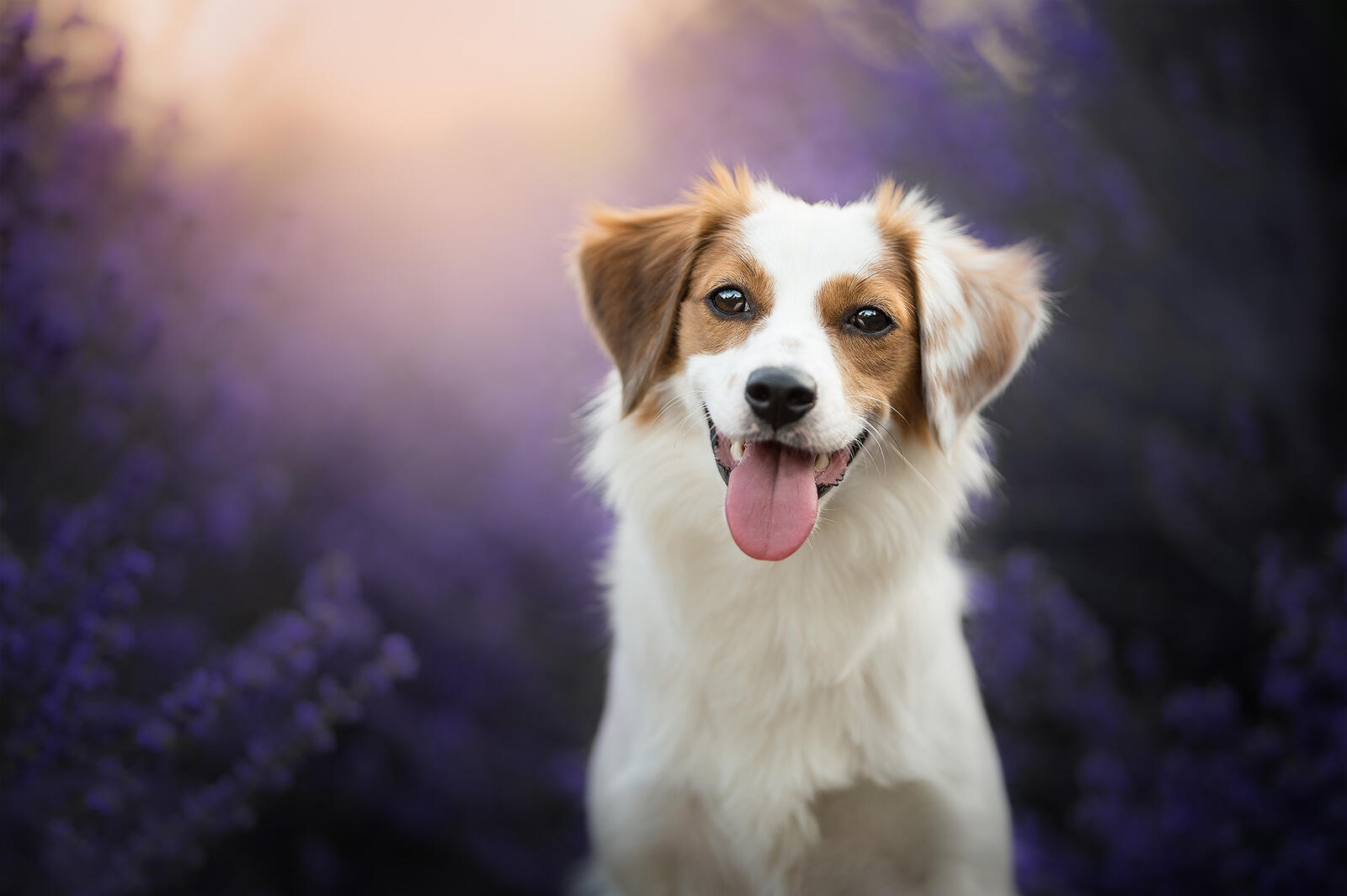 Бесплатное фото Собака показывает язык
