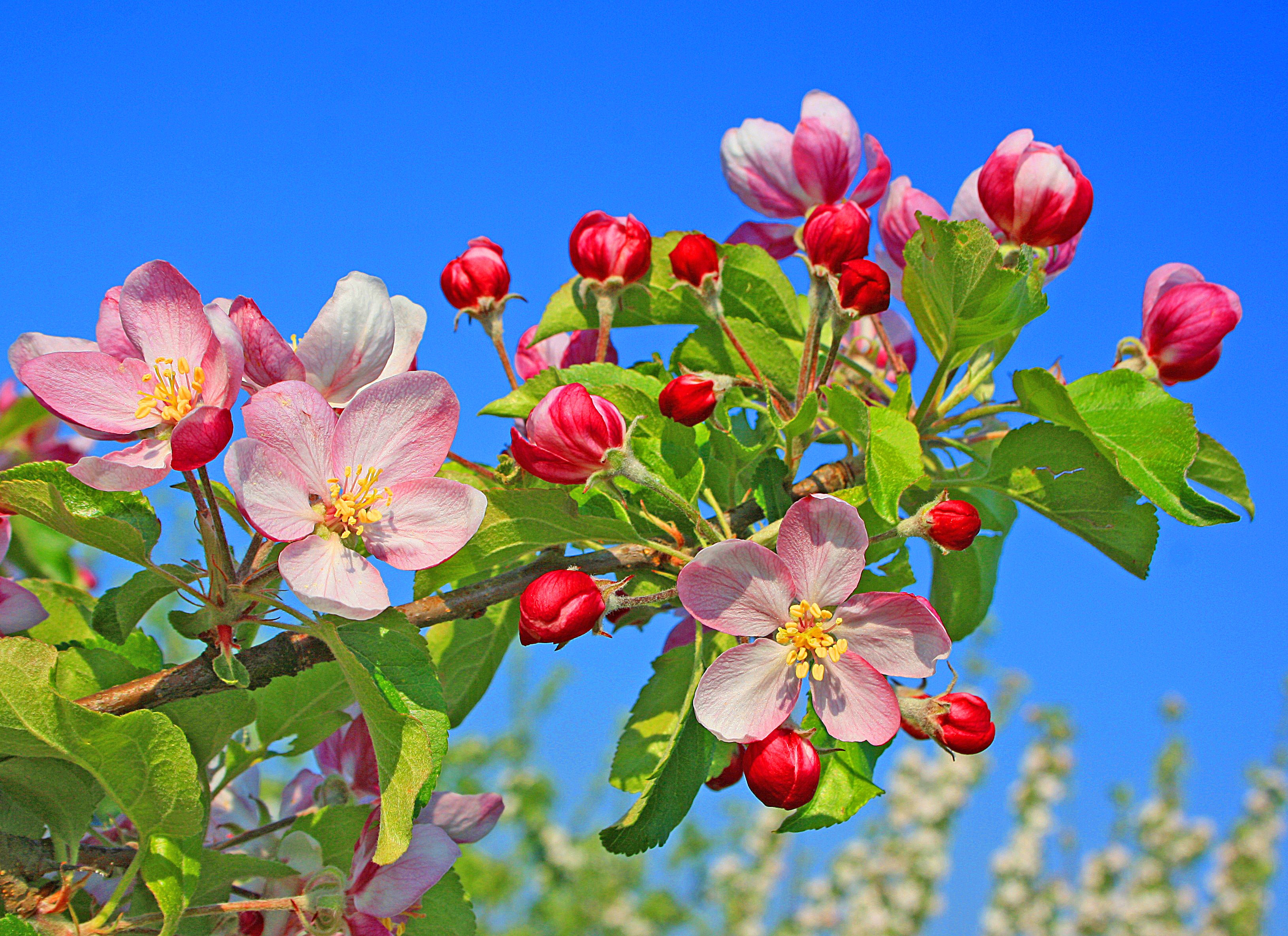 免费照片早春的苹果树