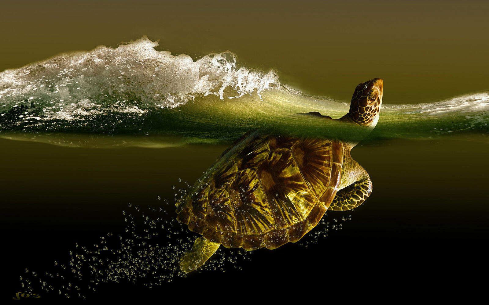 Бесплатное фото Черепаха всплывает для получения кислорода