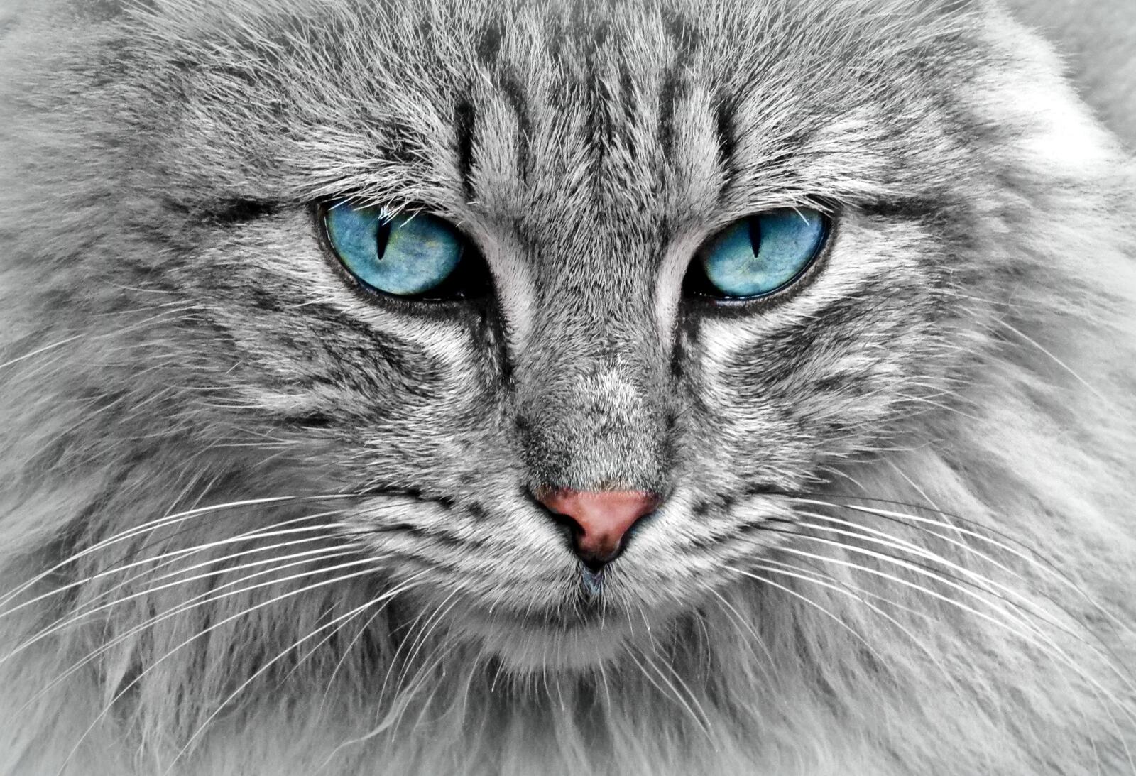 Wallpapers blue eyes sight muzzle on the desktop