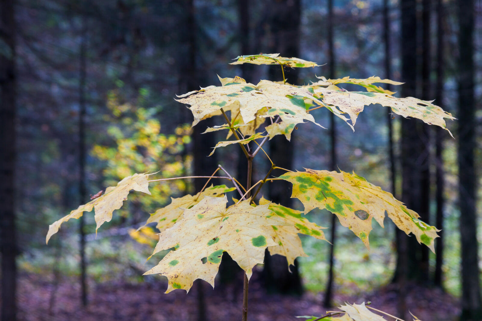 Обои лес осень листья на рабочий стол