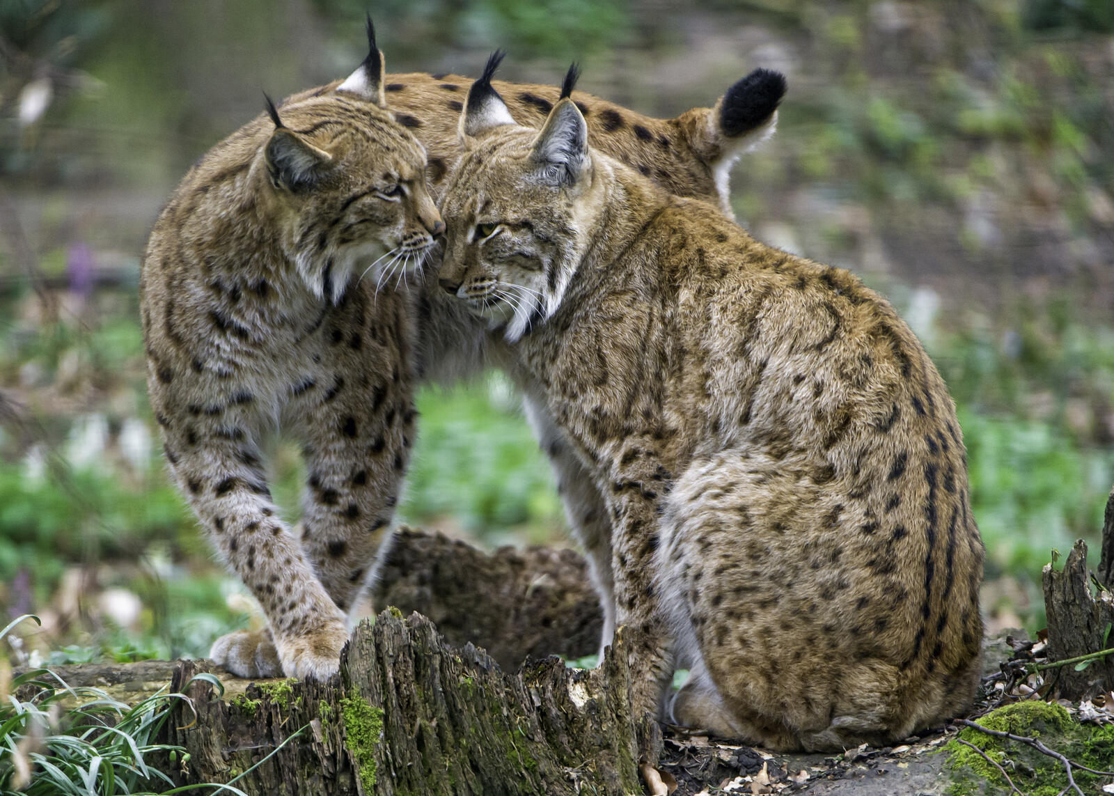 Wallpapers big cat pose couple in love on the desktop