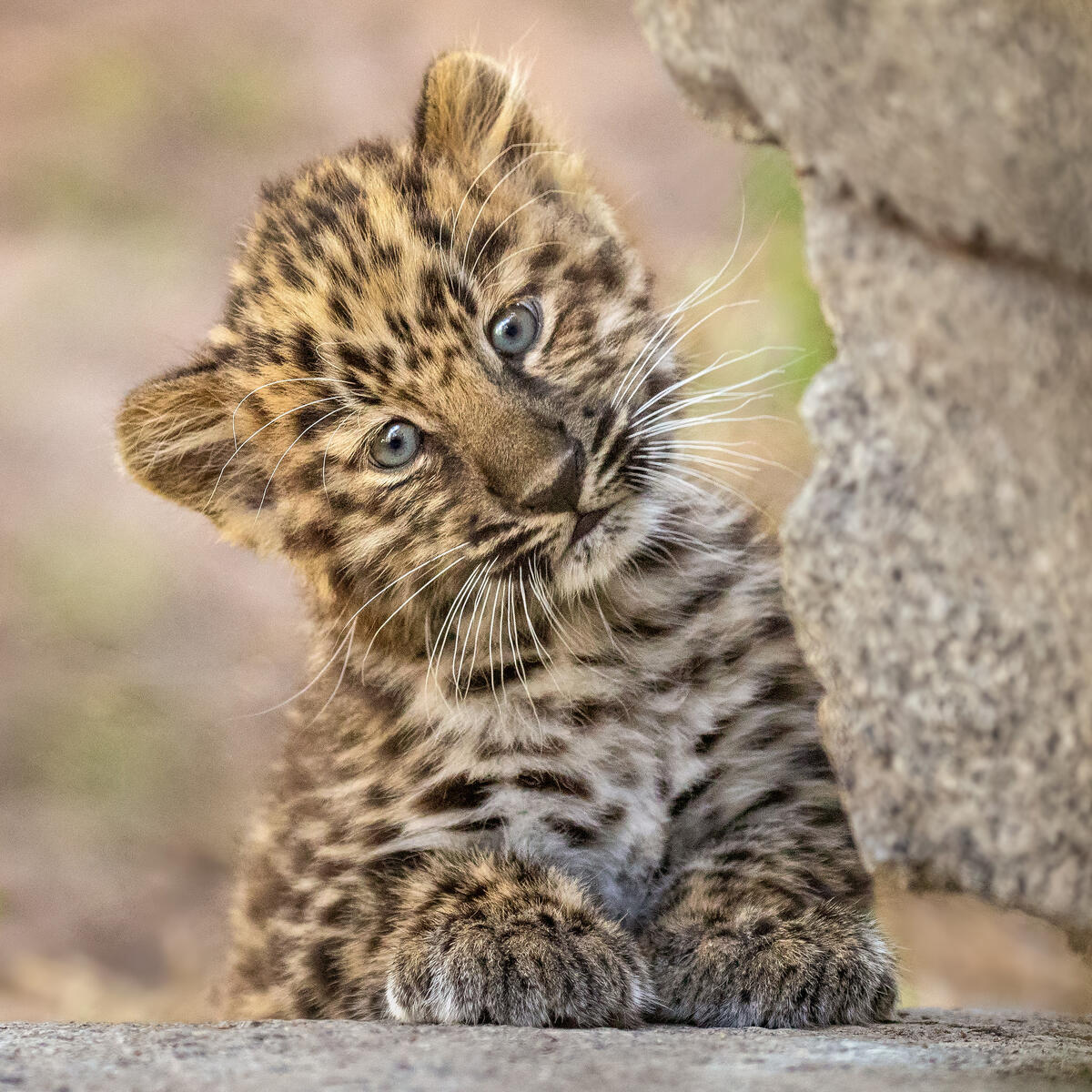 Kitten leopard