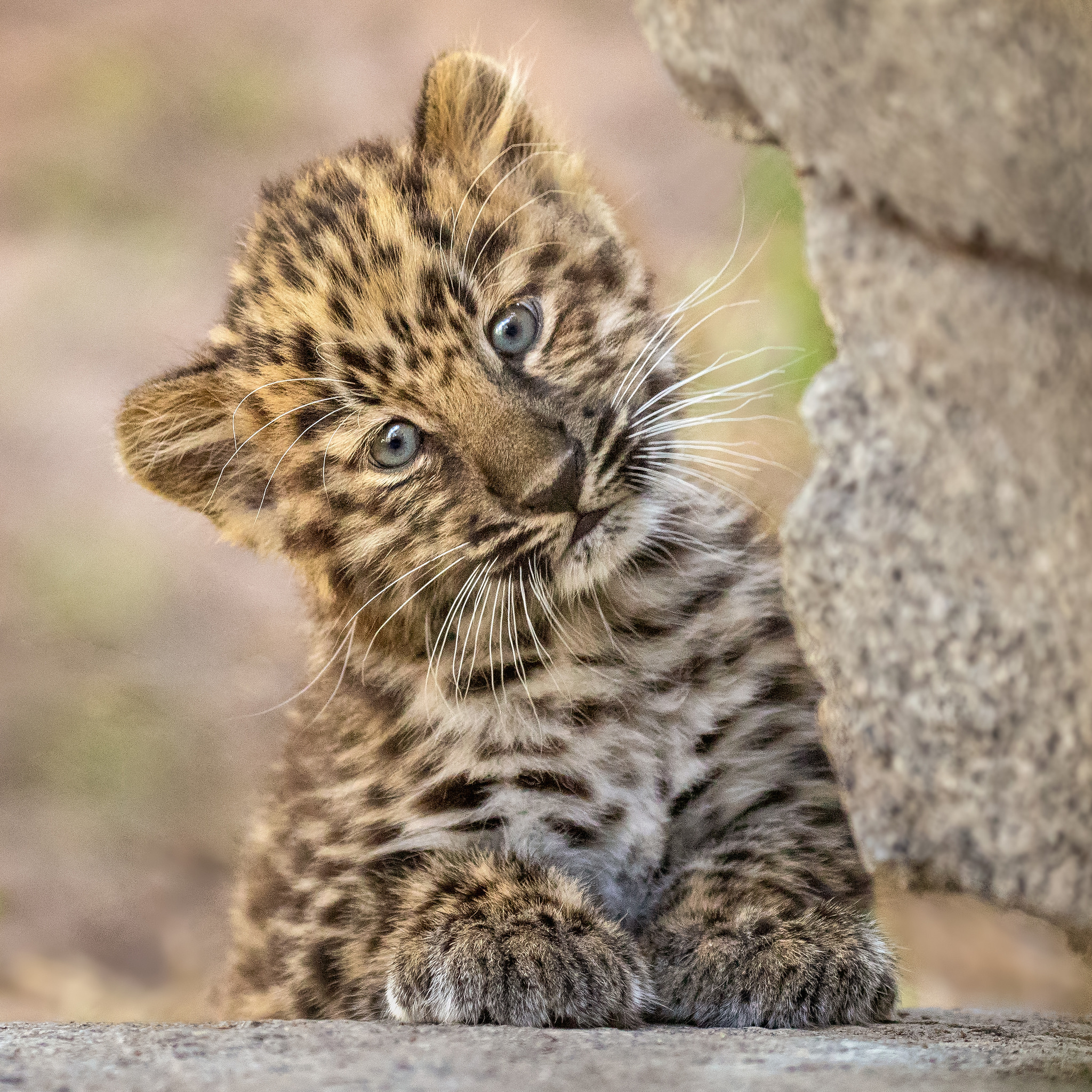 Бесплатное фото Котенок леопард