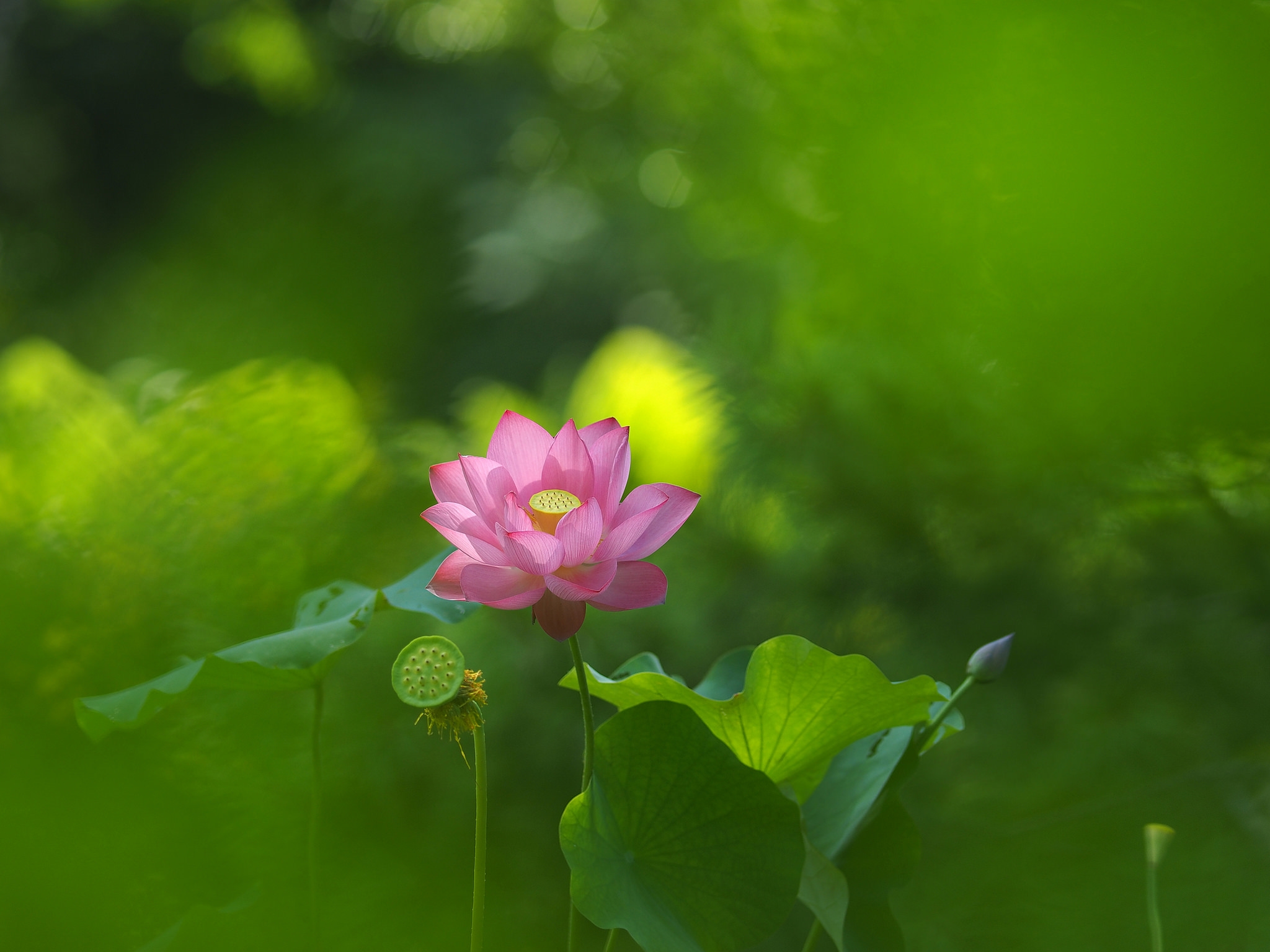 Бесплатное фото Цветок лотоса