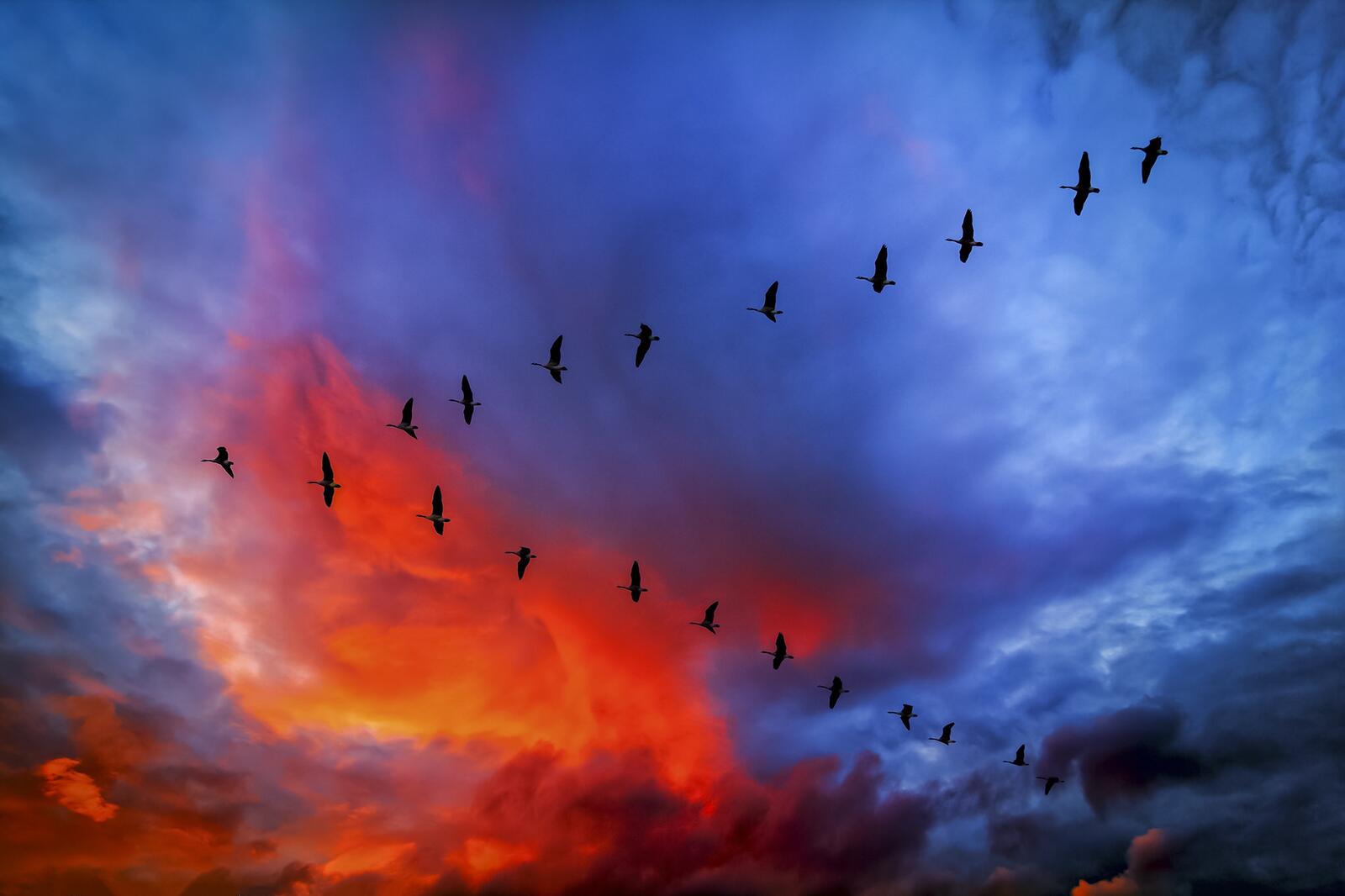Wallpapers school sky background cranes on the desktop