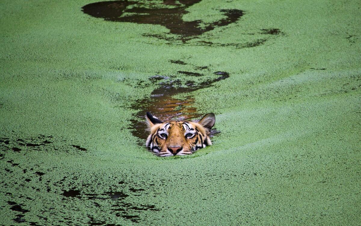 A tiger swims through the swamp
