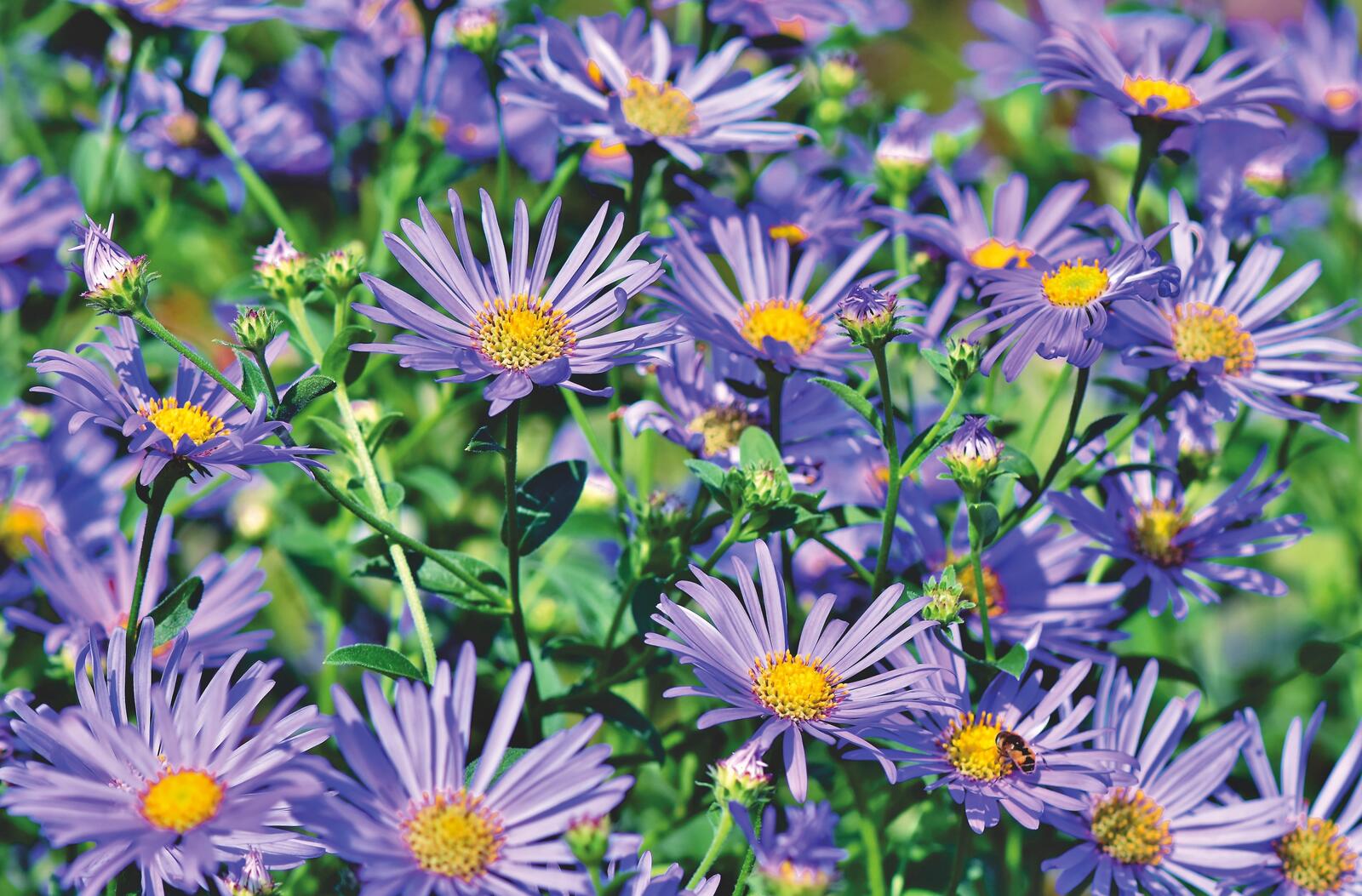 Wallpapers asters composites meadow on the desktop