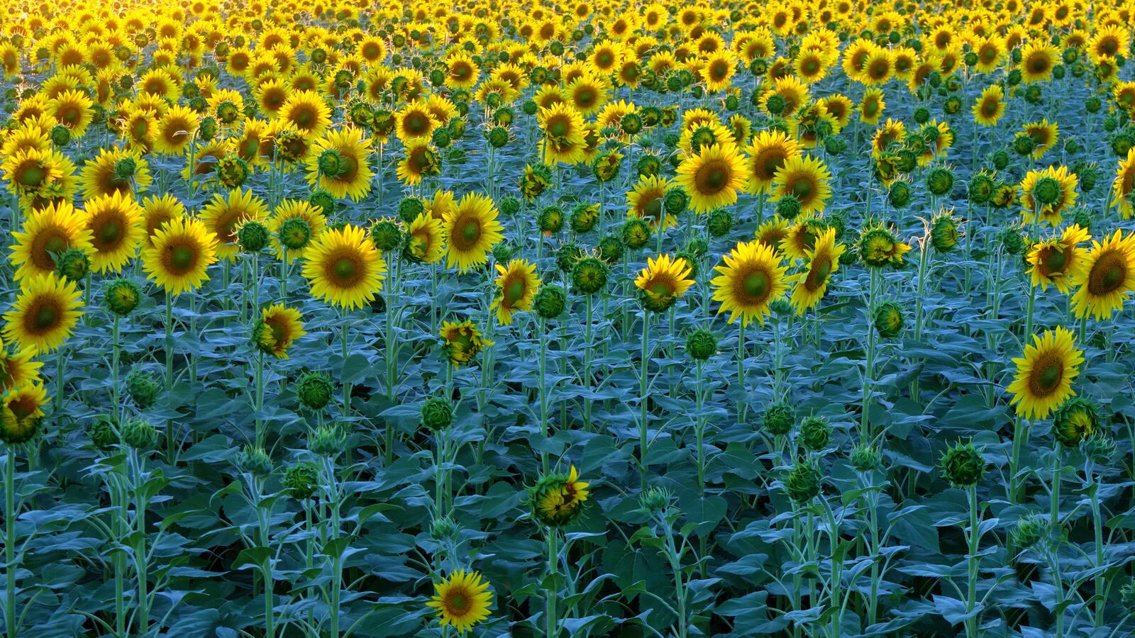 Free photo Field of sunflowers