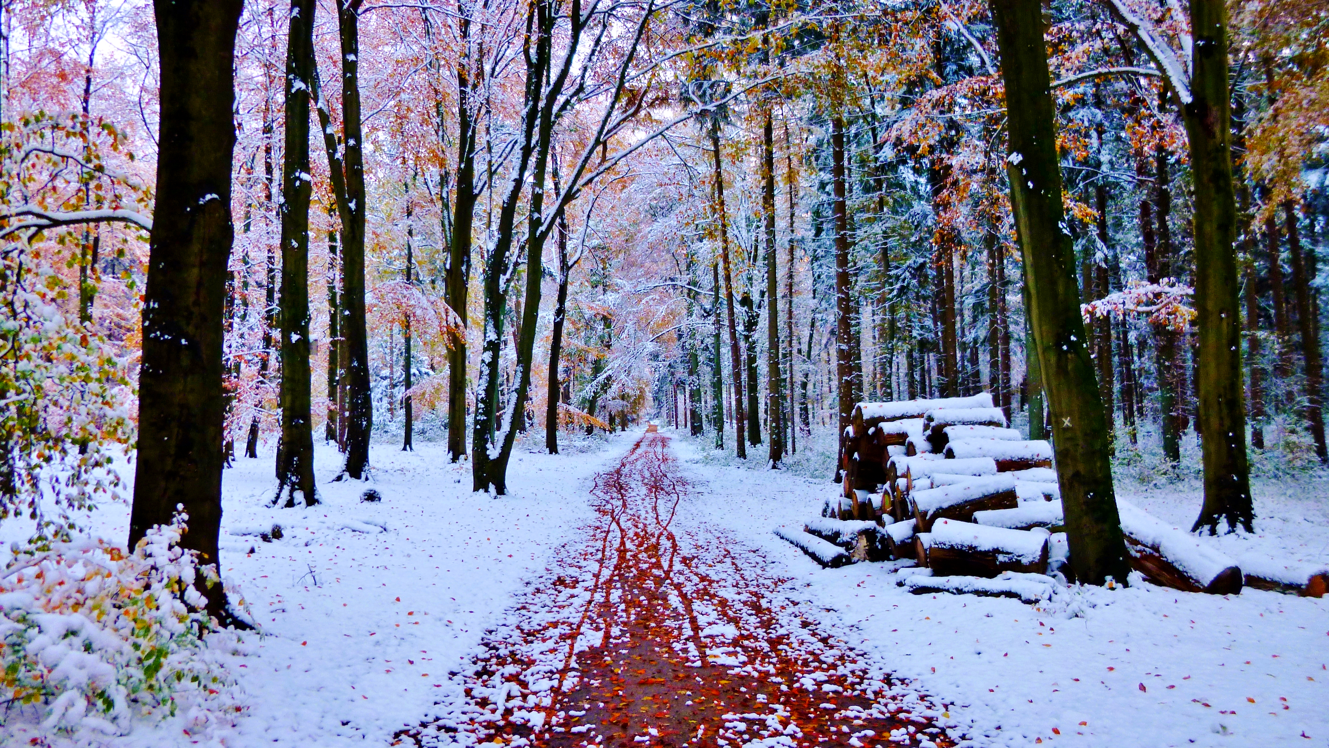 Бесплатное фото Первые зимние дни в лесу