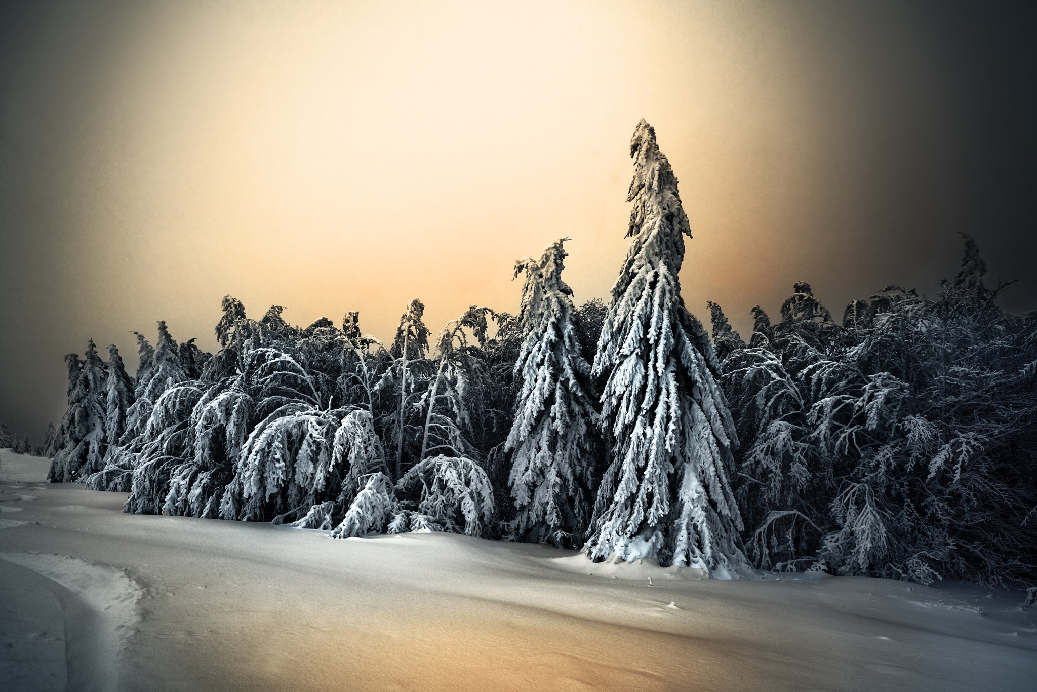 Бесплатное фото Снежная зима и елки