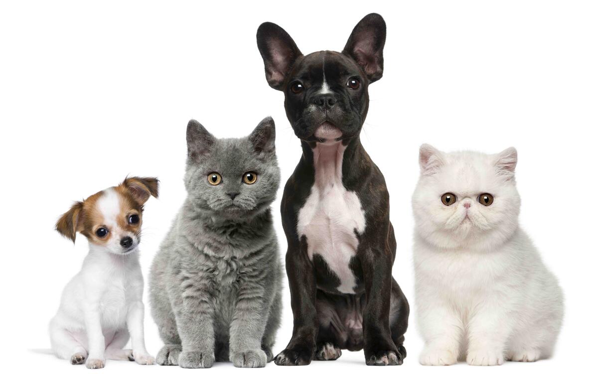 Кошки и собаки на белом фоне