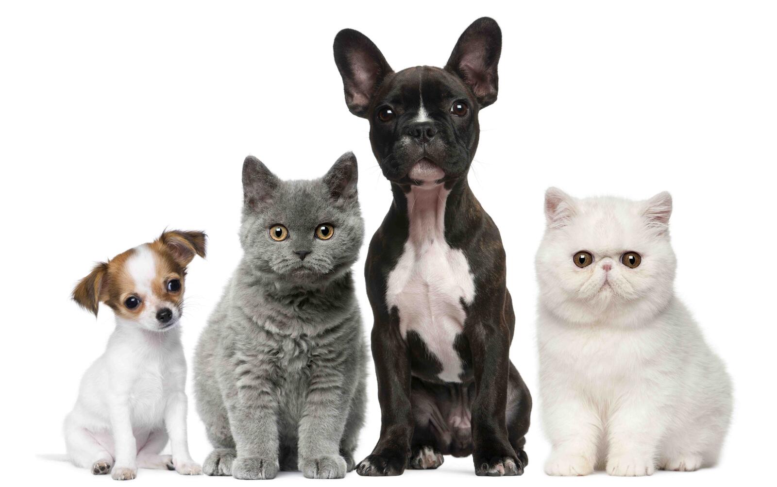 Бесплатное фото Кошки и собаки на белом фоне