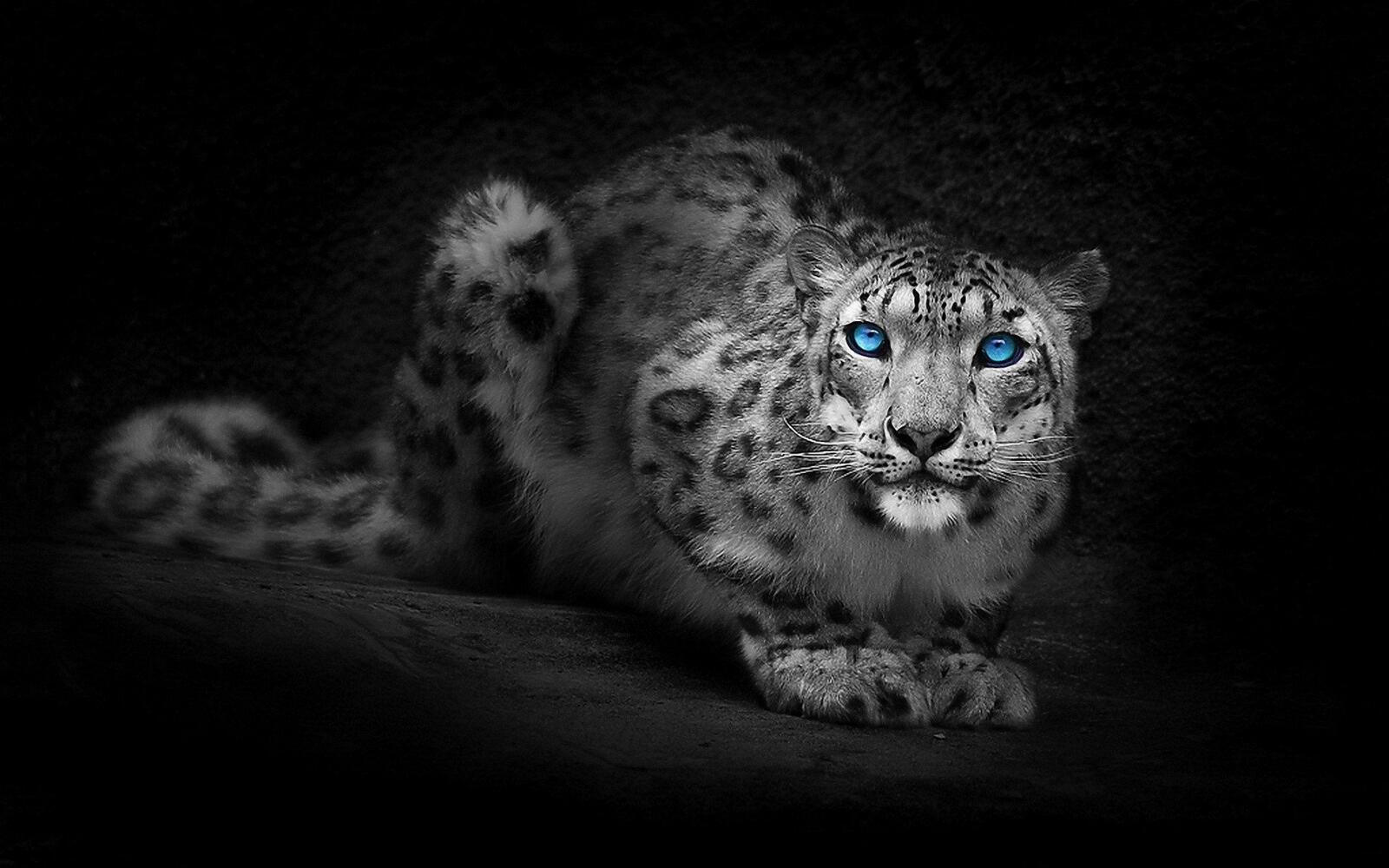 Wallpapers animals eyes blue monochrome on the desktop