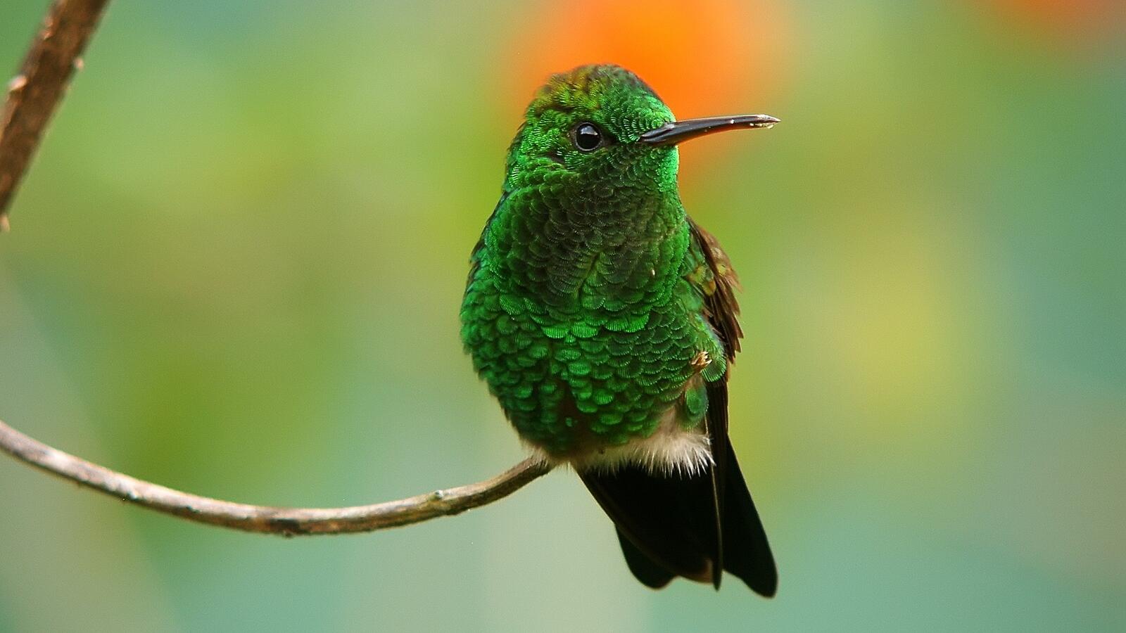 Free photo Hummingbird sitting on a twig