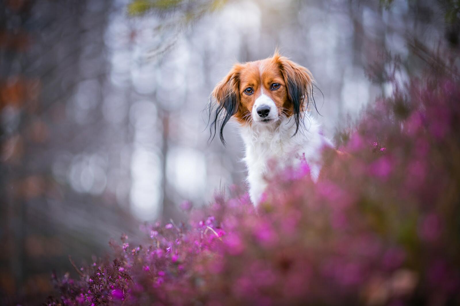 Free photo Red-haired dog and pink heather