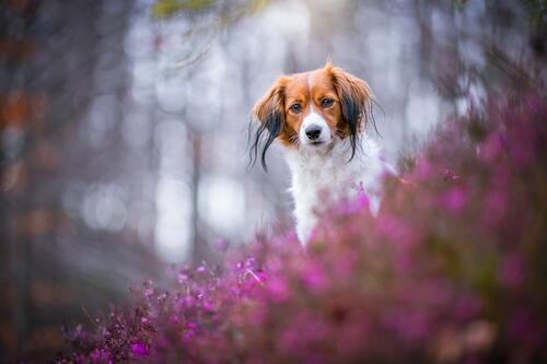 Red-haired dog and pink heather