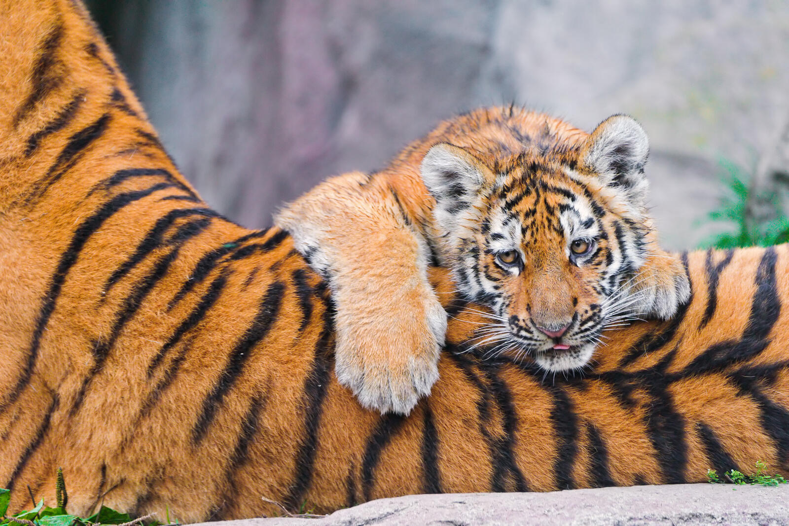 Free photo Tiger cub and mother