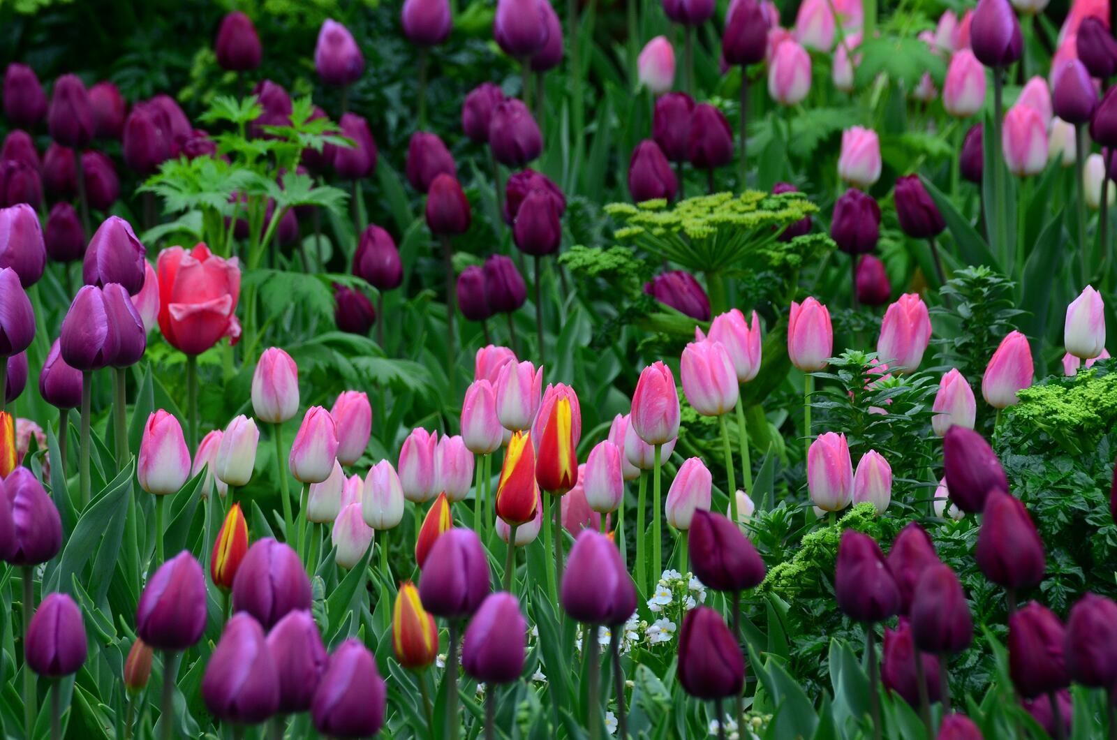 Wallpapers tulips glade colorful on the desktop
