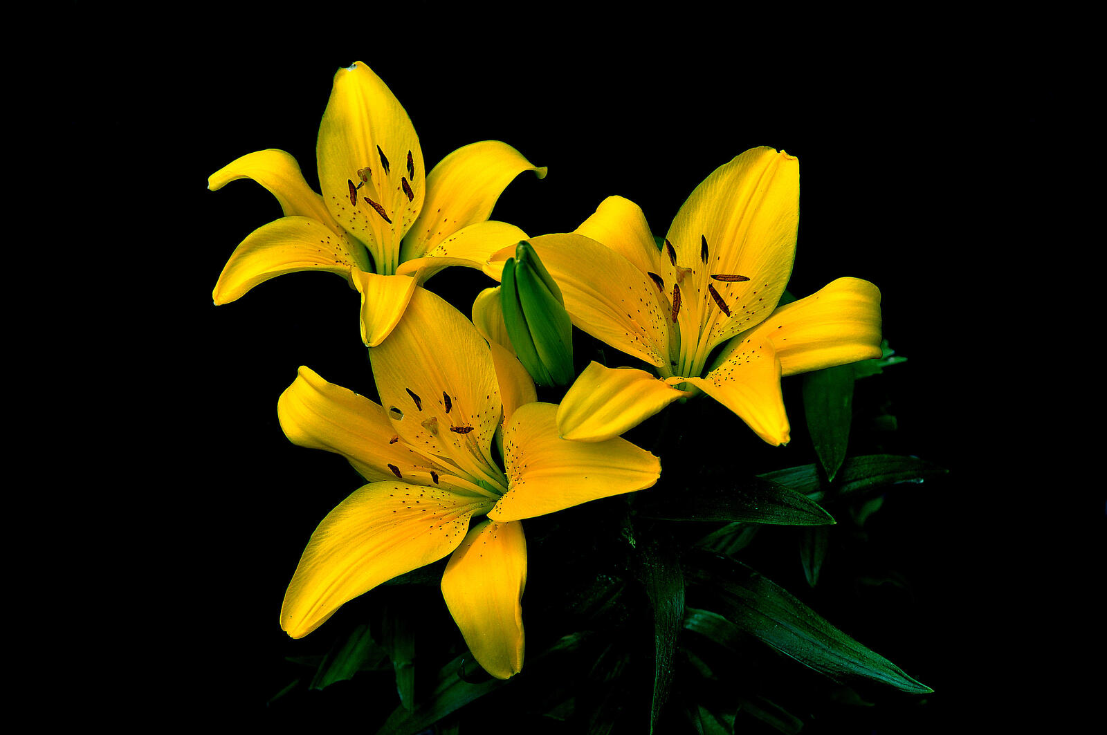 Wallpapers lilies lilyt yellow flowers on the desktop