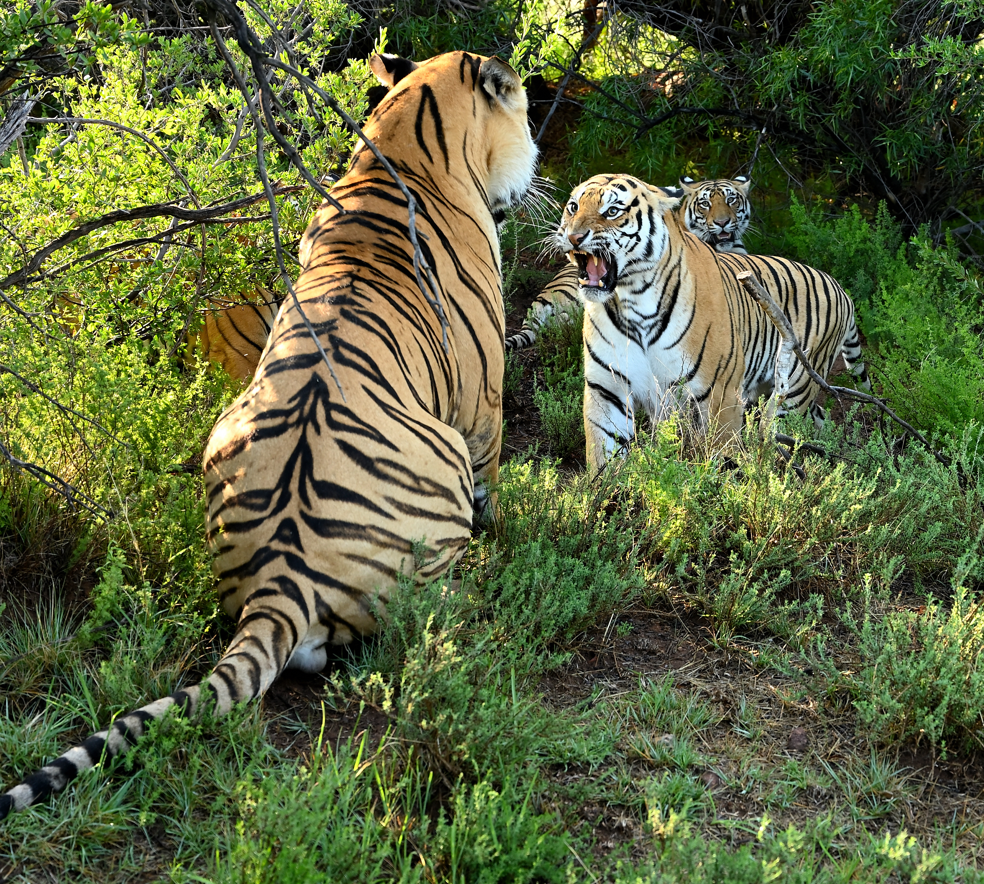 Обои Bengal Tigers тигр хищник на рабочий стол