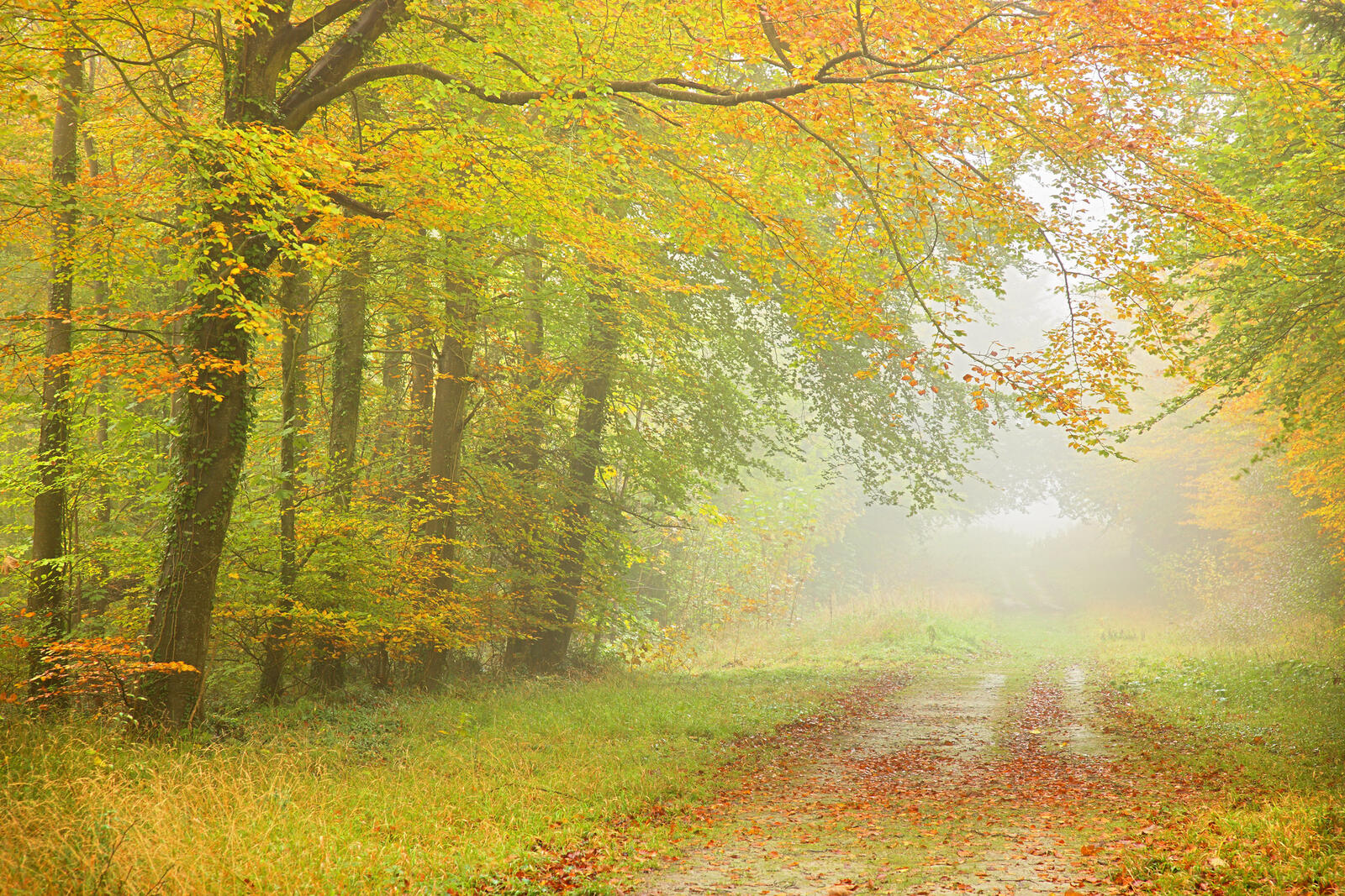 免费照片秋天的森林老路