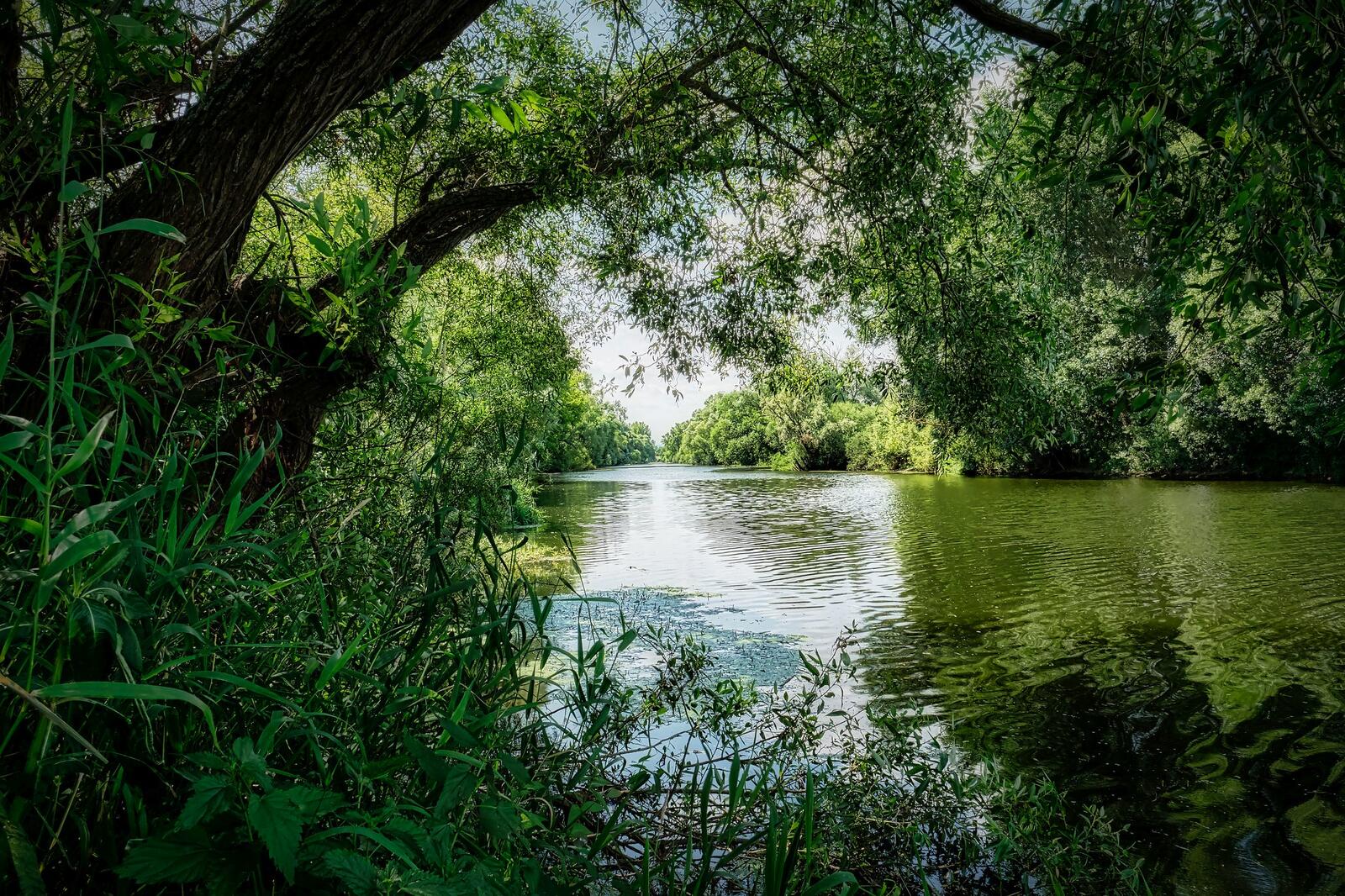 免费照片古树中的河流