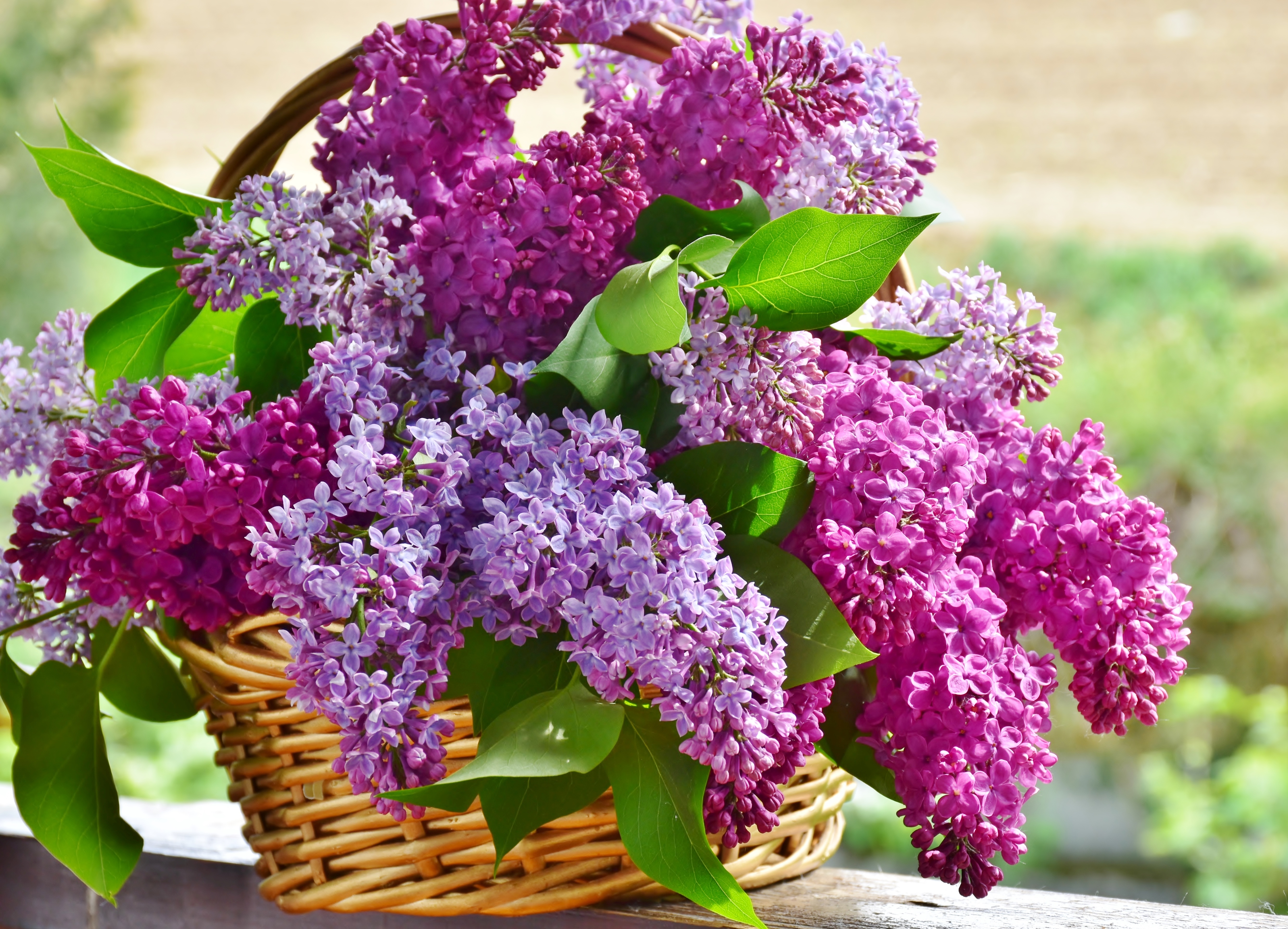 Wallpapers lilac flower nature on the desktop