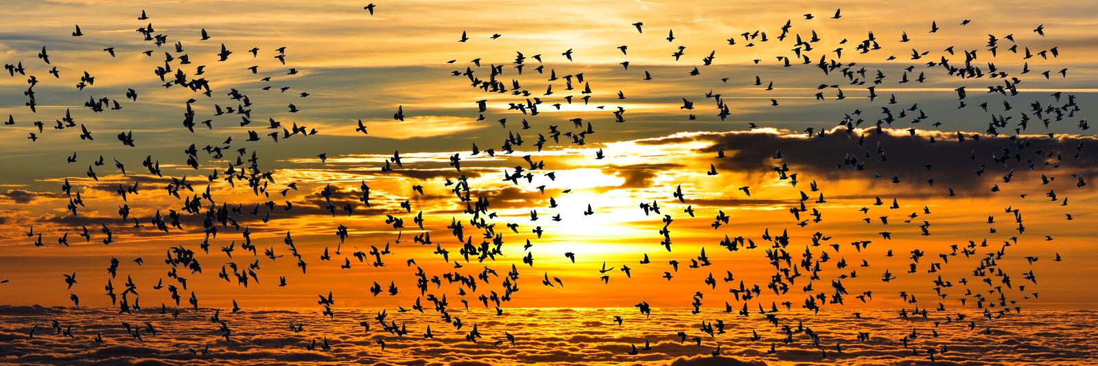 Wallpapers sunset birds fly on the desktop