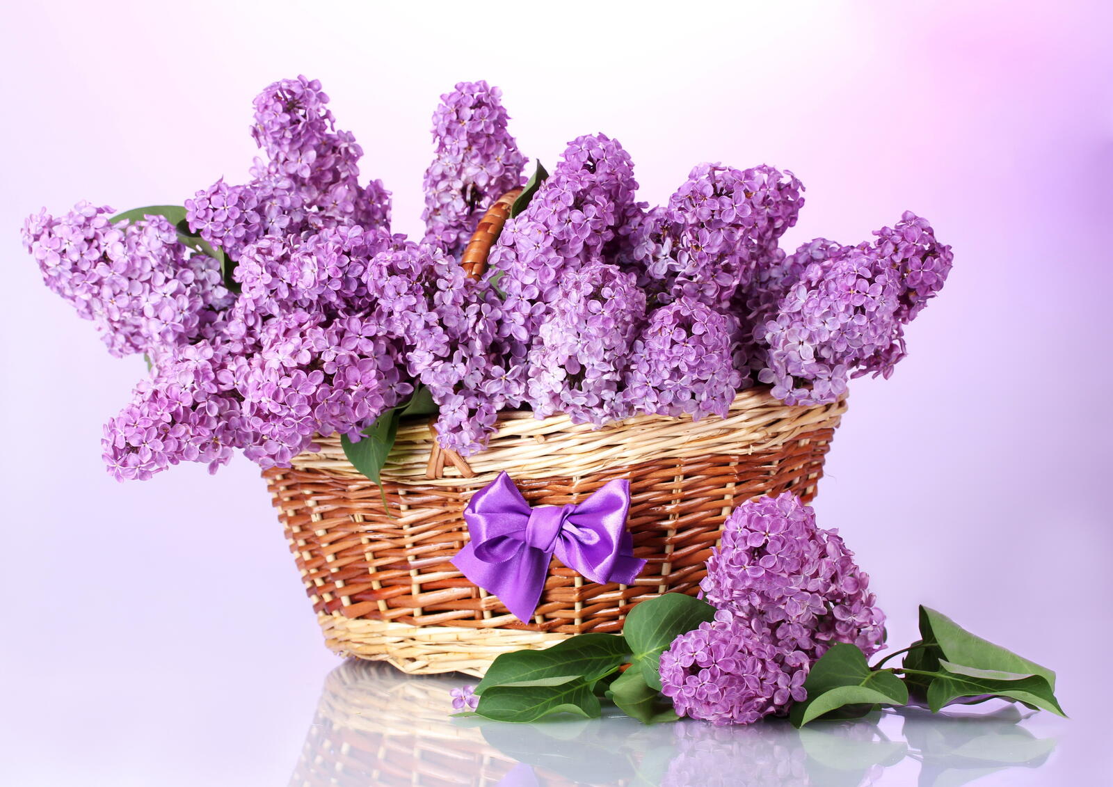 桌面上的壁纸丁香花束 笼 淡紫色