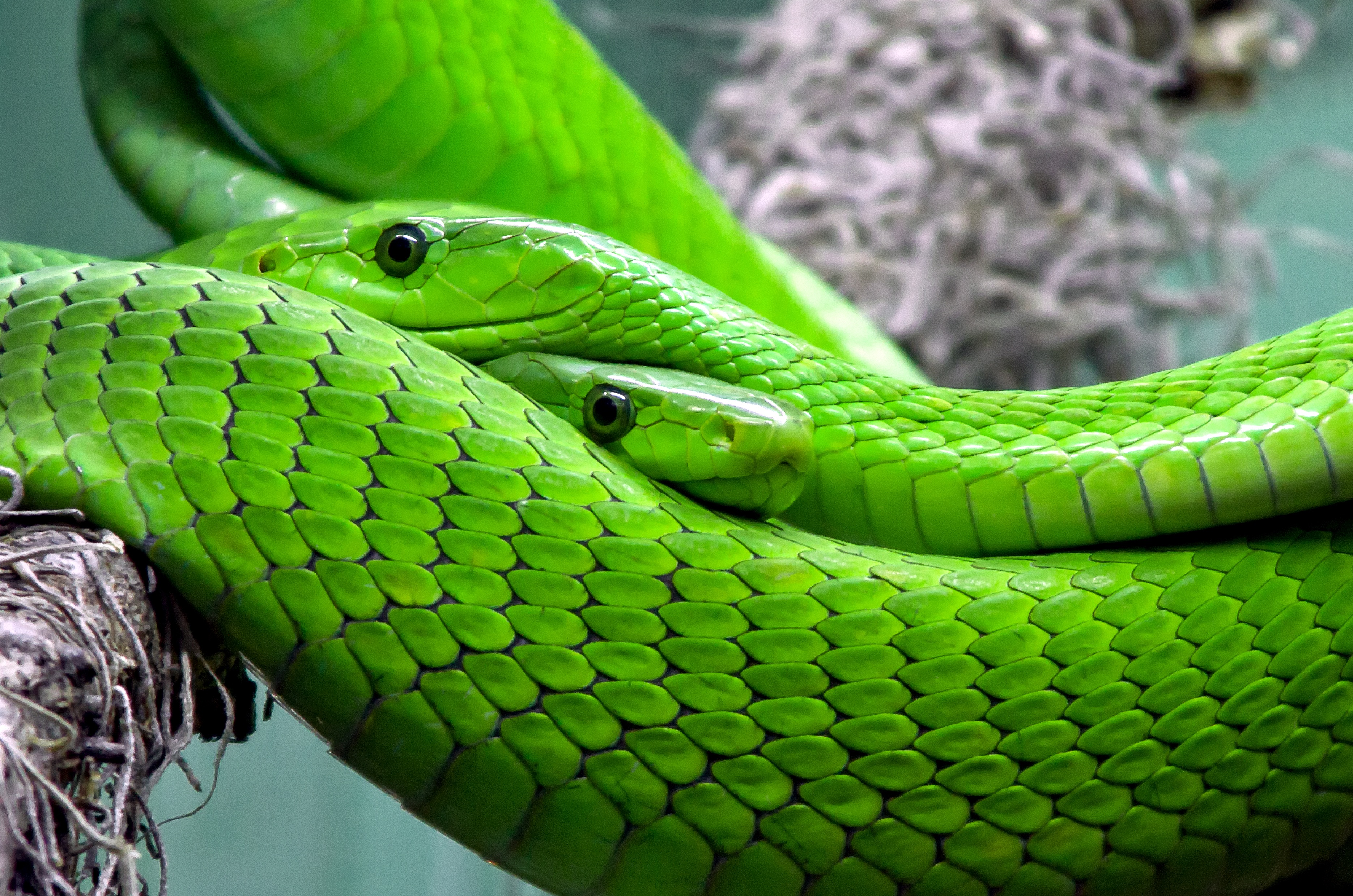 Обои зеленые змеи рептилия фауна на рабочий стол