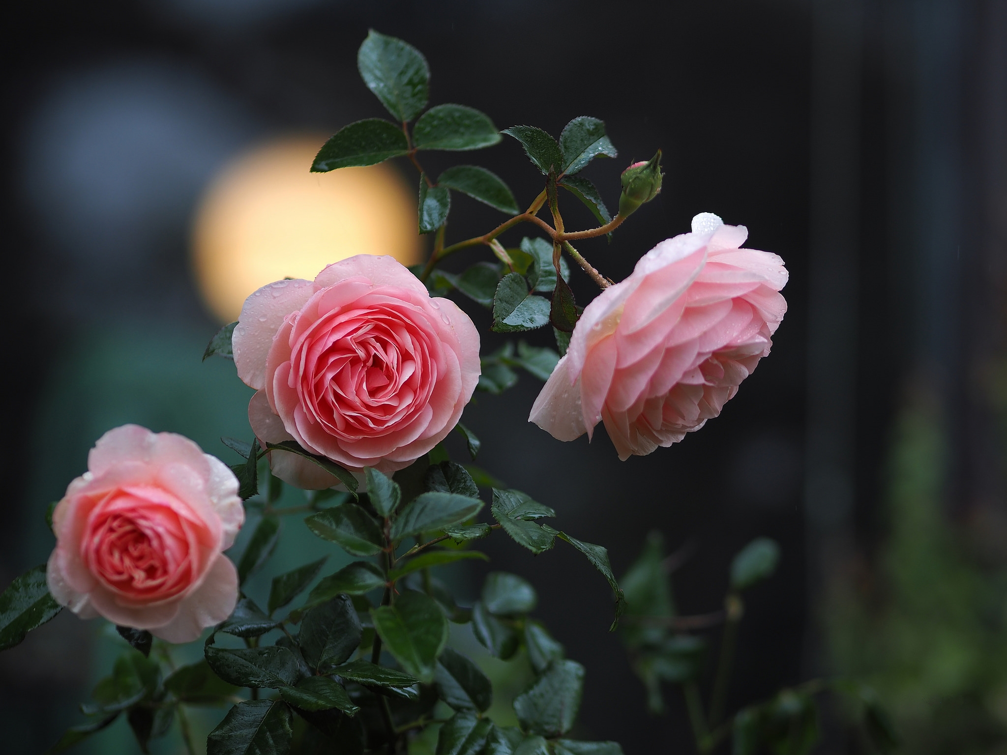 Фото бесплатно роза, розы, розовые розы