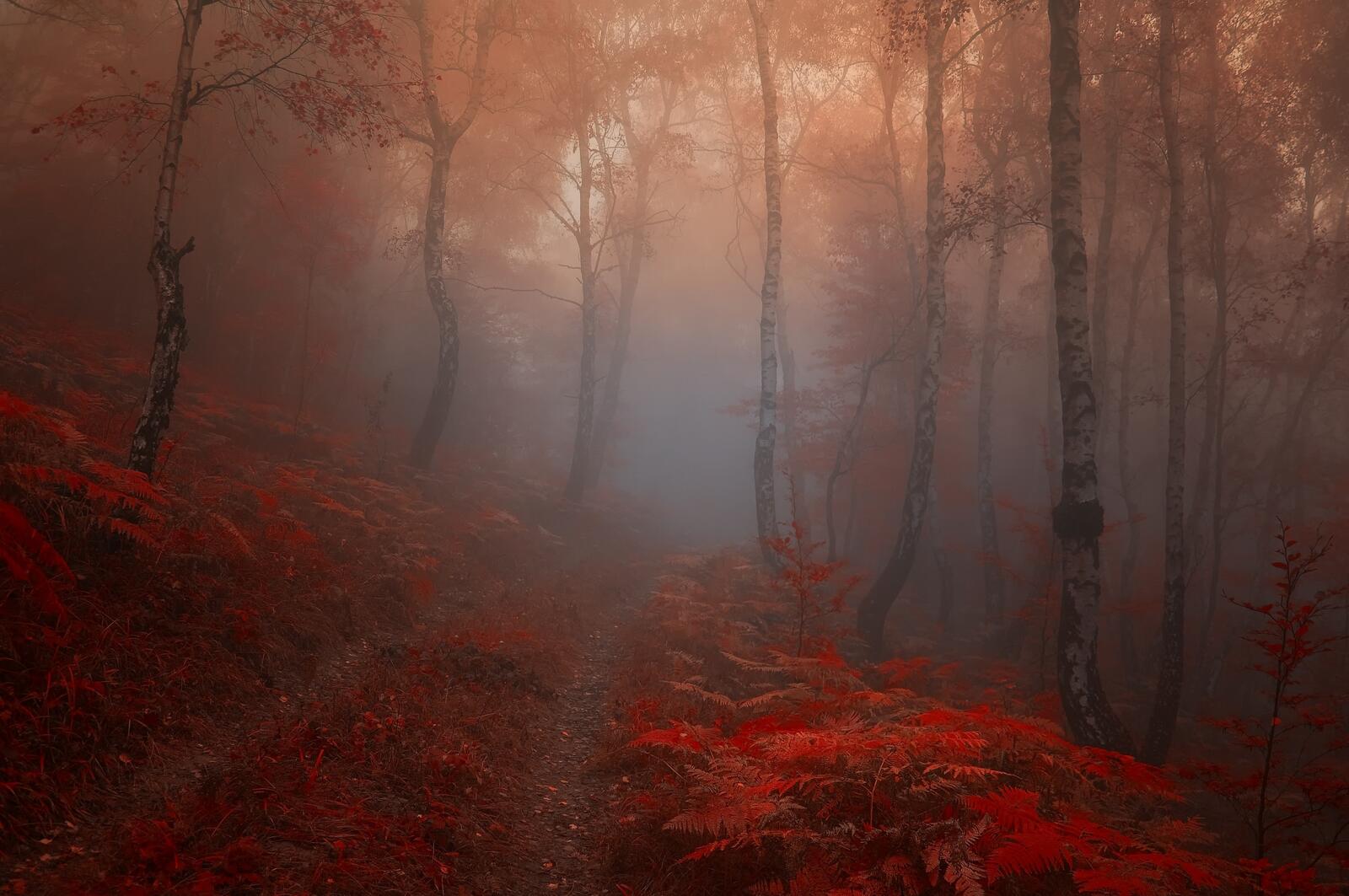 Бесплатное фото Осенний туман и папоротник у лесной дороги