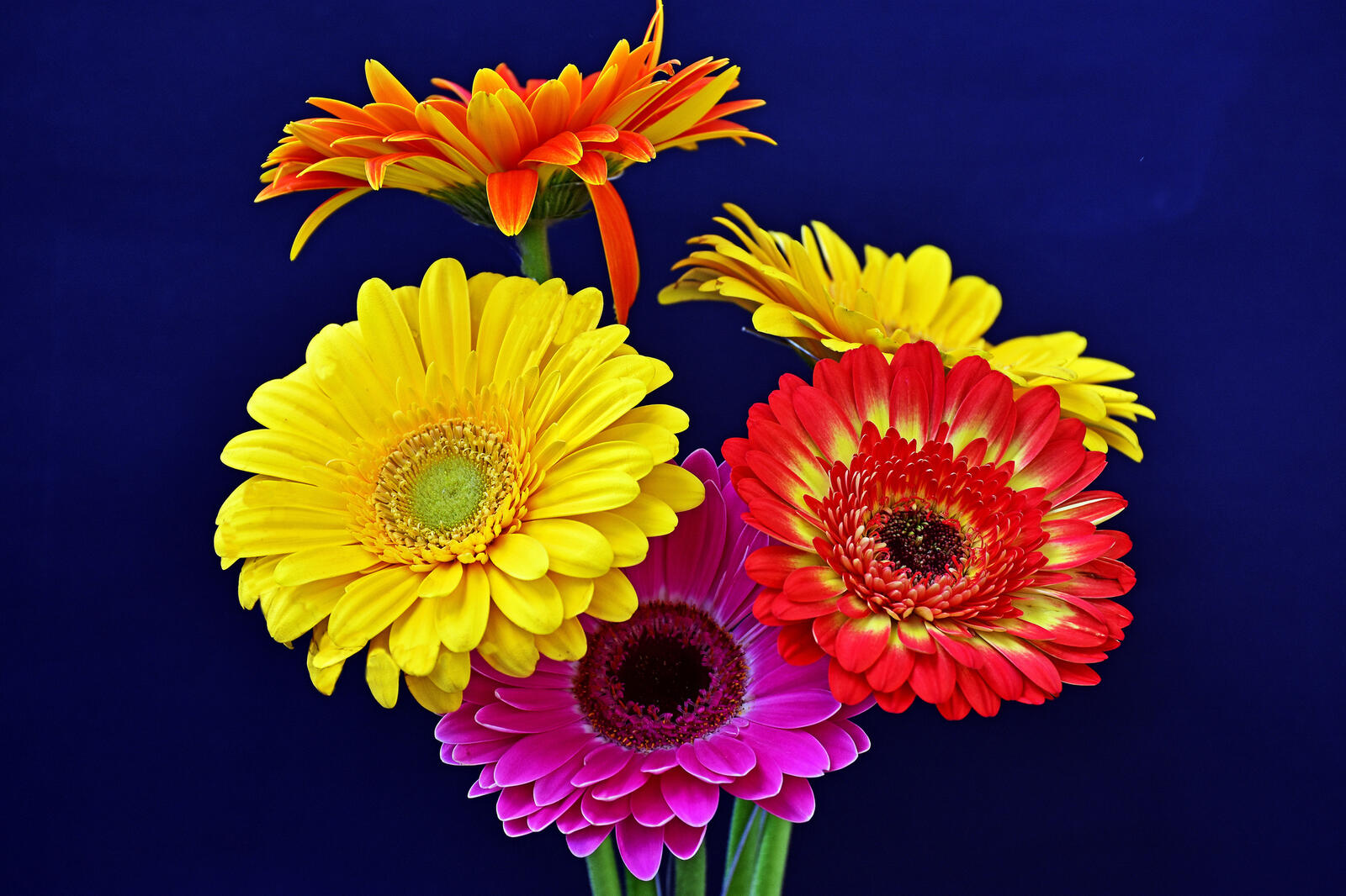 Обои Gerbera Flowers герберы цветы на рабочий стол