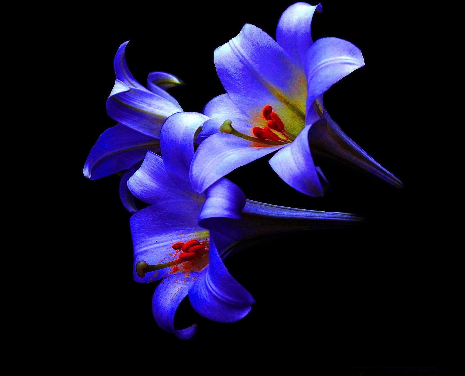 Wallpapers lilies flowers black background on the desktop