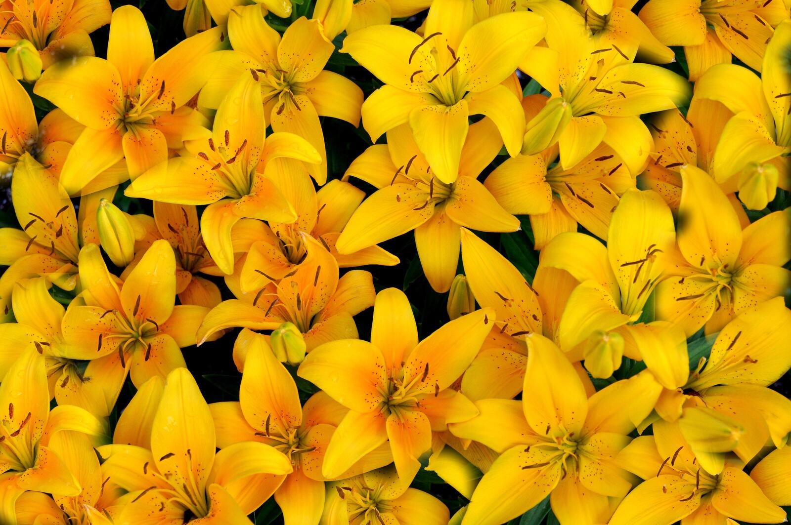 桌面上的壁纸植物群 黄色花束 花