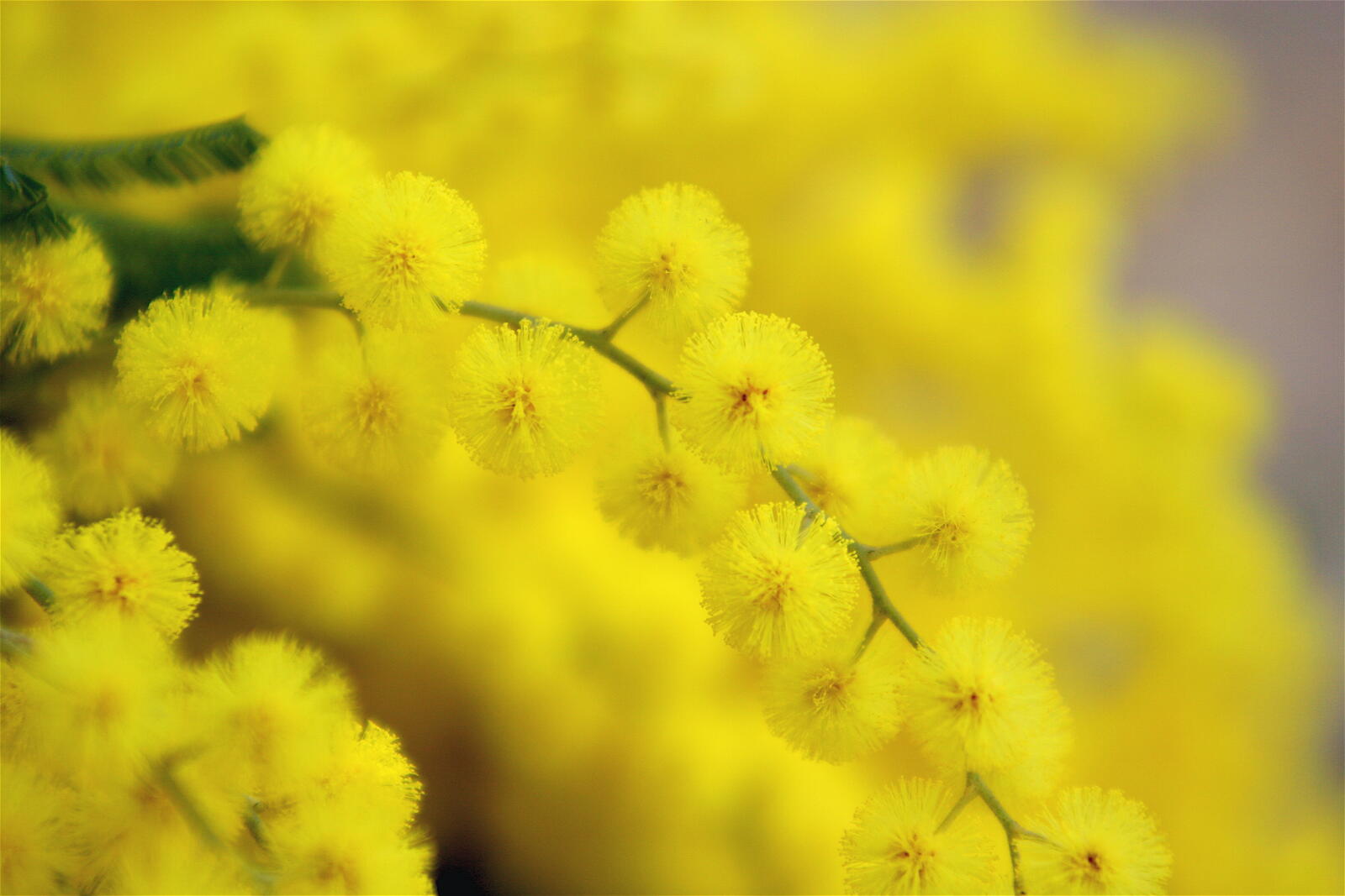 Wallpapers yellow flowers small flowers flowers on the desktop