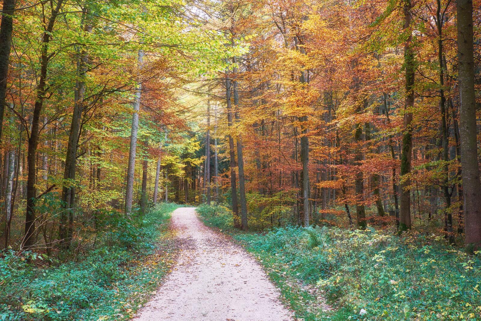 Обои пейзаж осенние краски дорога по лесу на рабочий стол