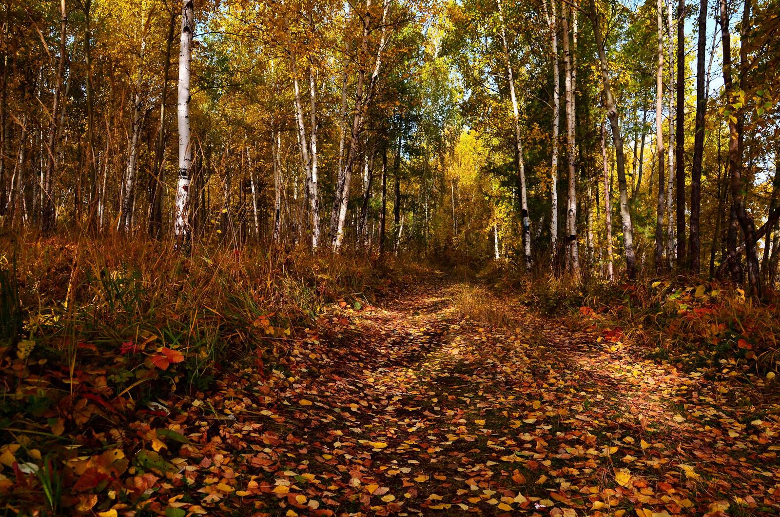 Обои осень старая лесная дорога лес на рабочий стол