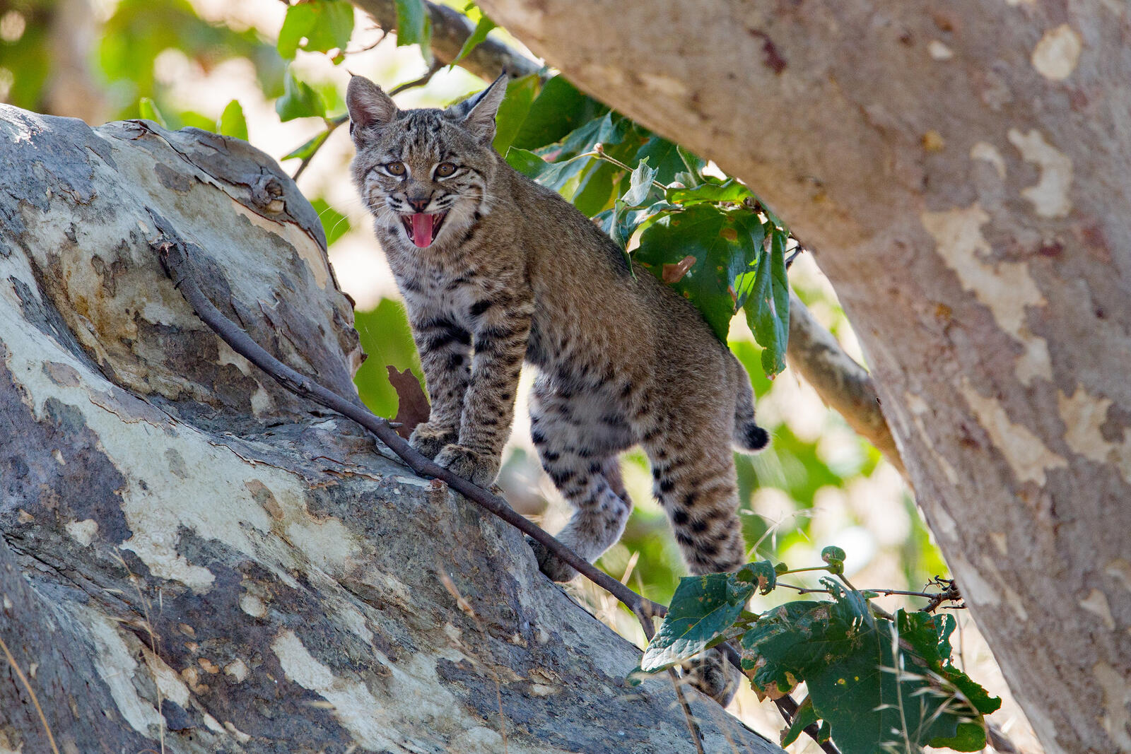 Wallpapers animal predatory cat lynx on the desktop