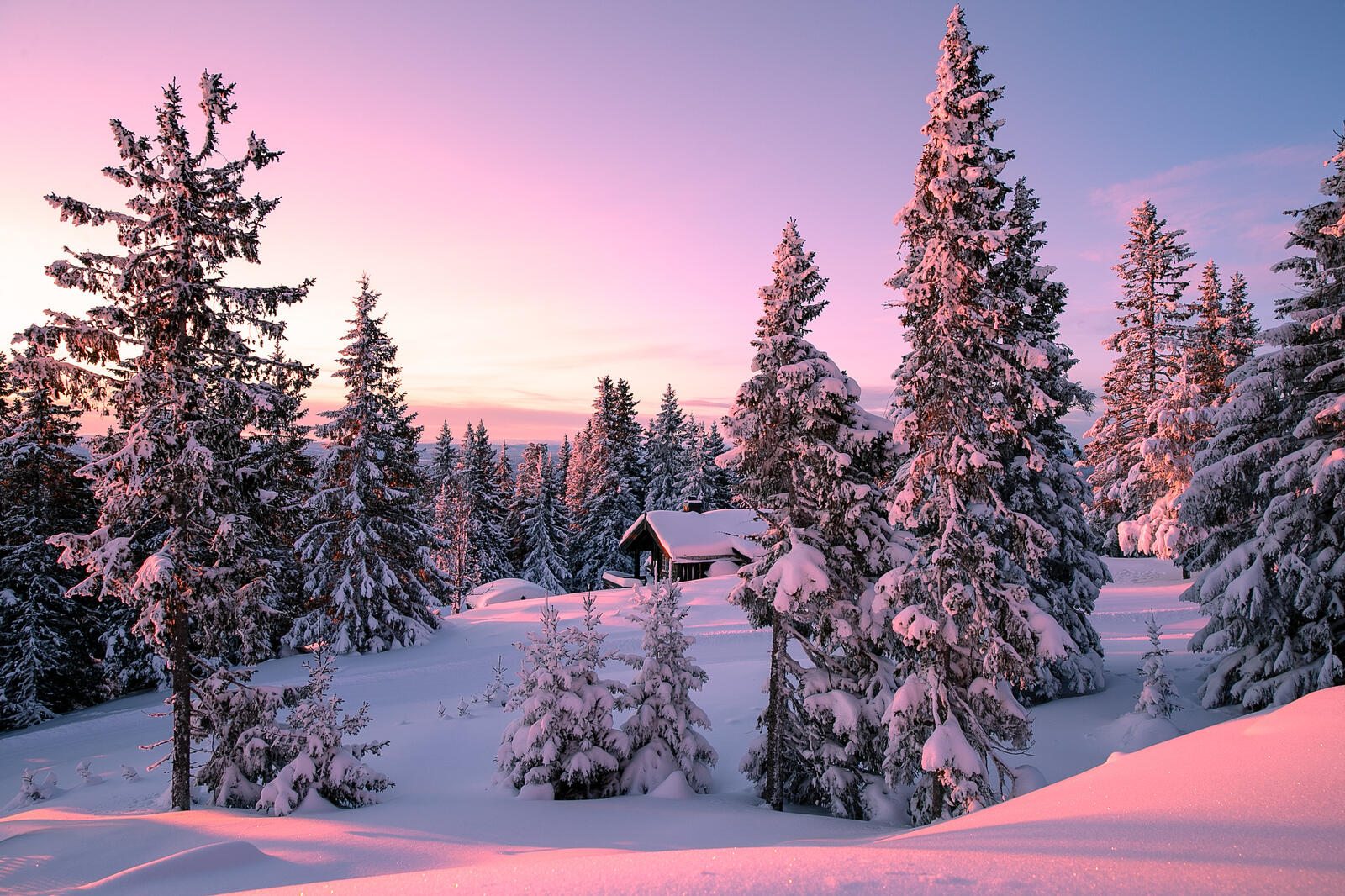 桌面上的壁纸挪威 冬季森林 圣诞树上的雪